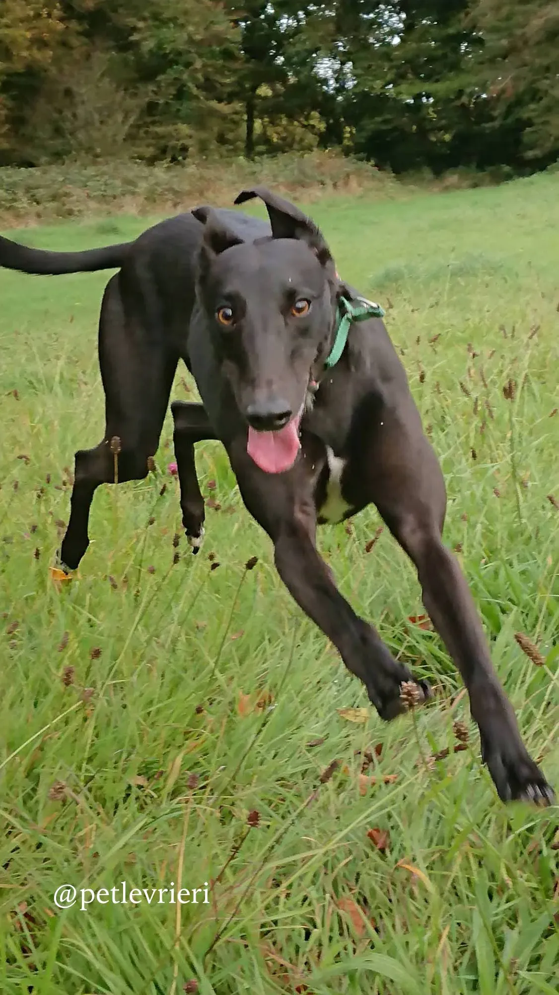 7 folami adozione levrieri greyhound