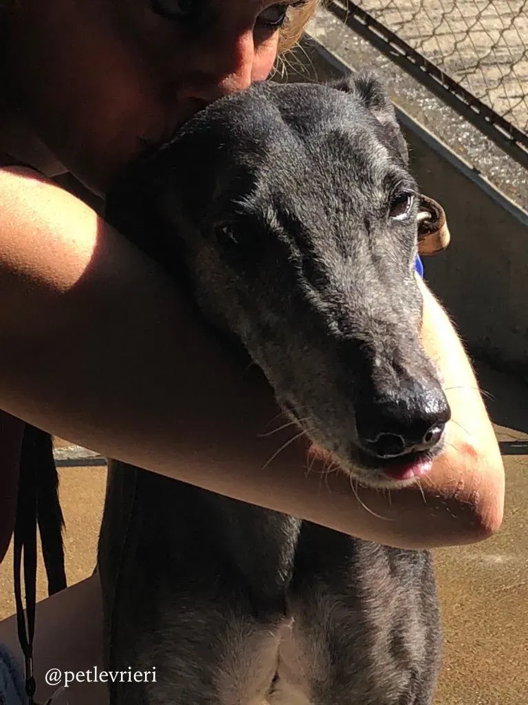 7 full house adozione greyhound macao 1