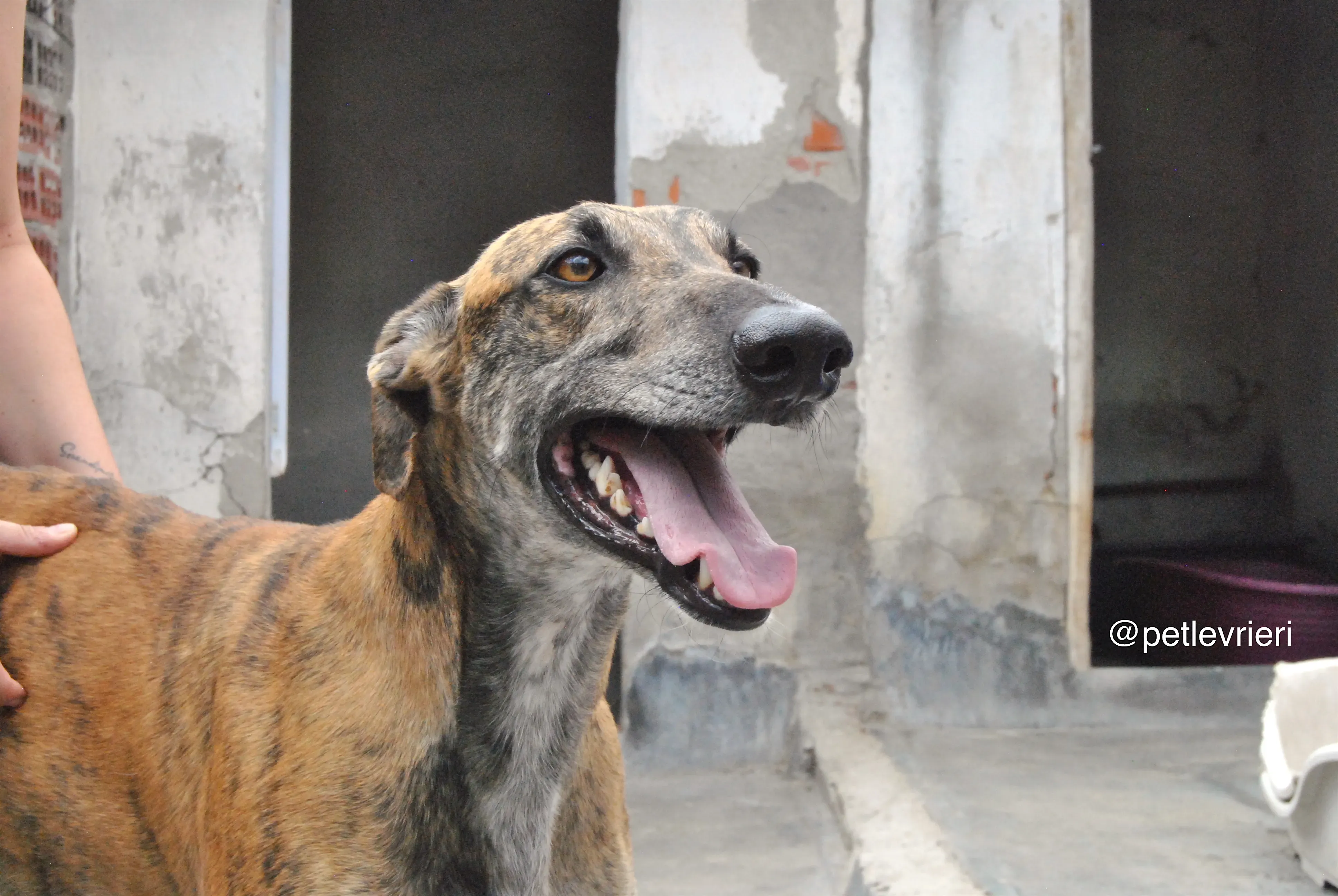7 furia adozione levrieri galgo 1