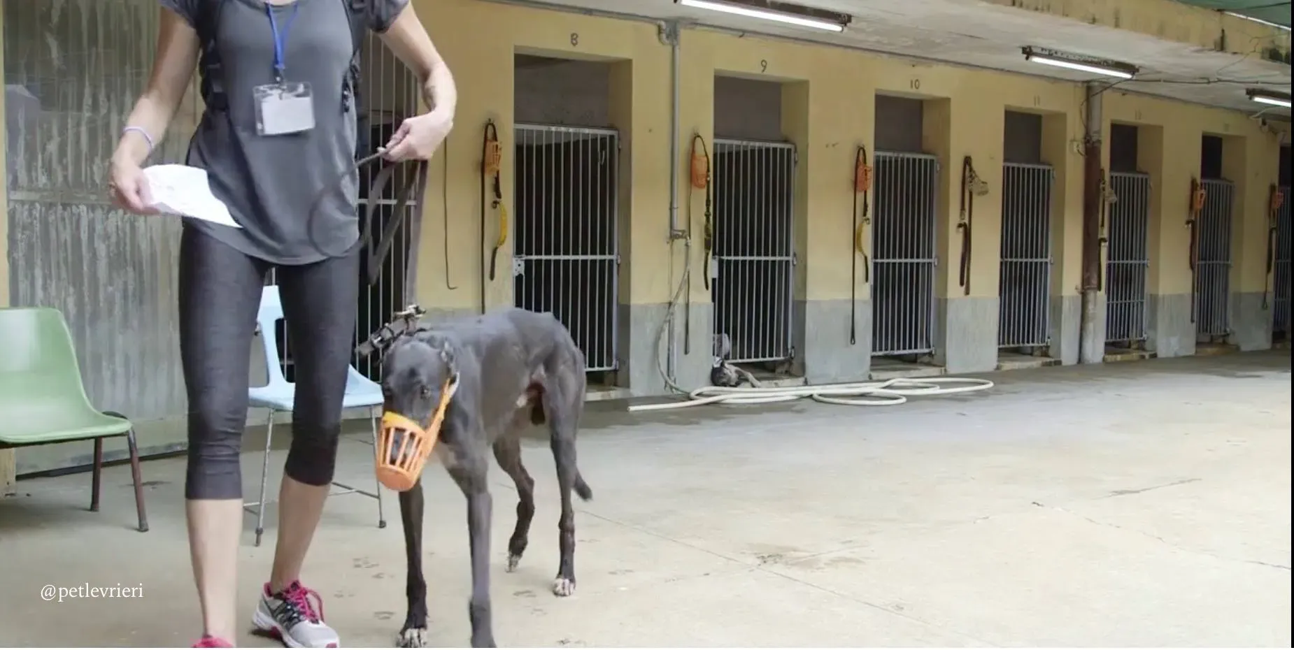 7 genius.com adozione greyhound macao