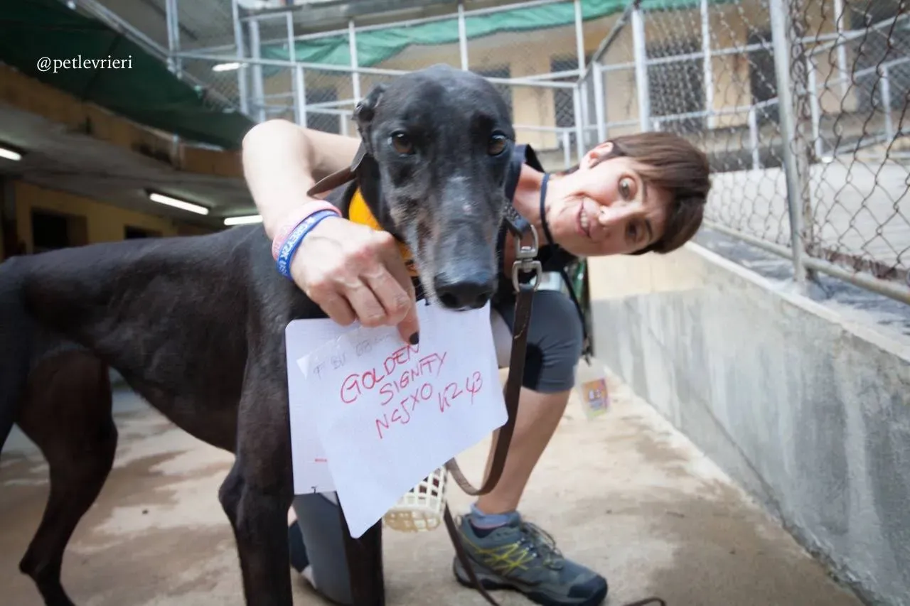 7 golden signify adozione greyhound macao