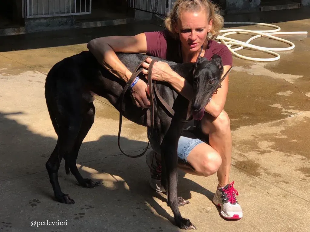 7 greatidol.com adozione greyhound macao