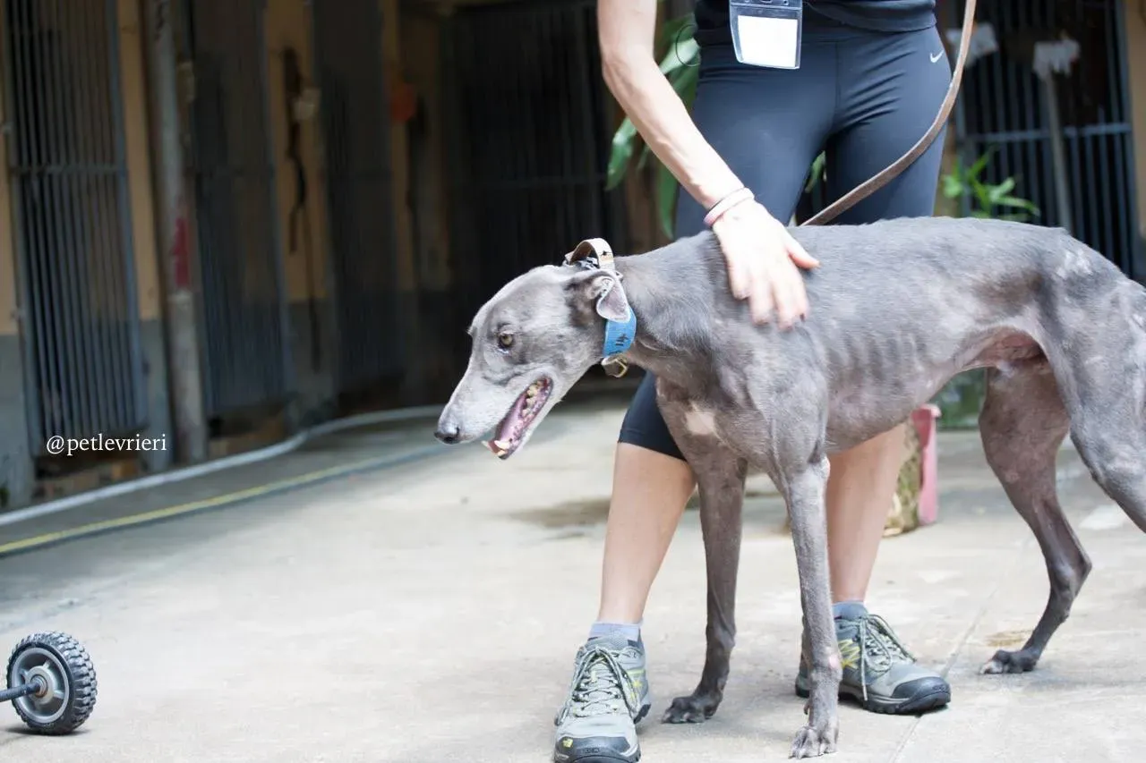 7 hacker adozione greyhound macao