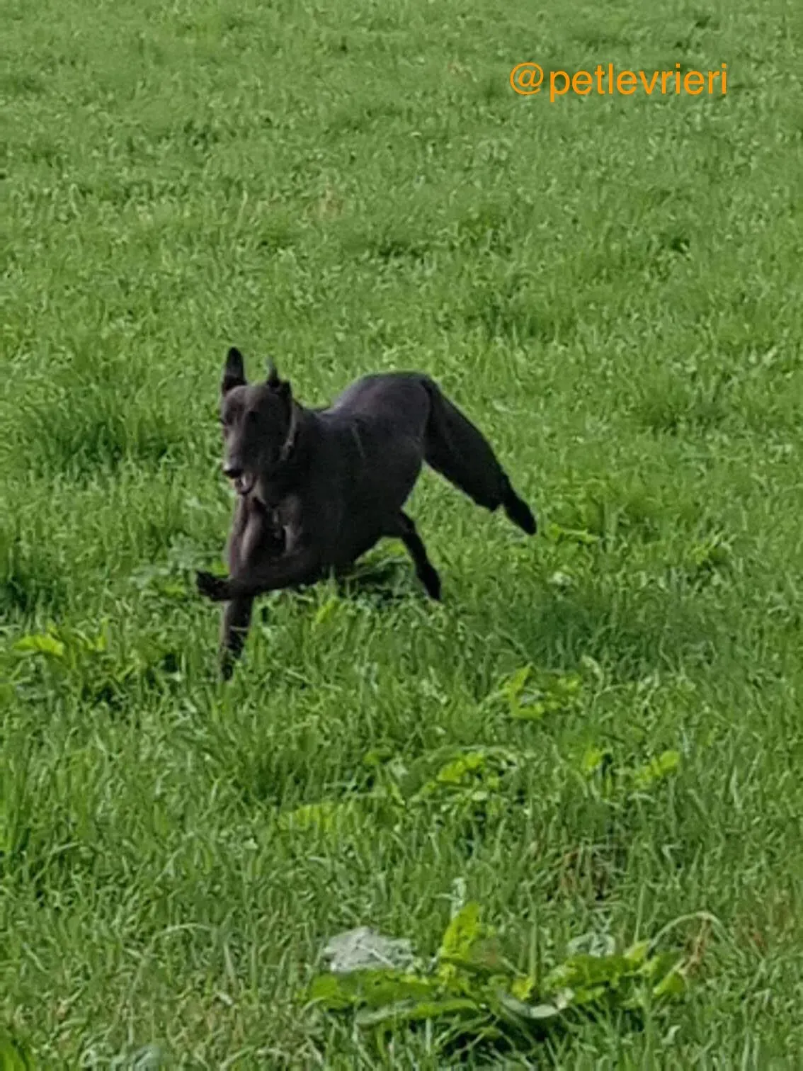 7 halla adozione levrieri greyhound