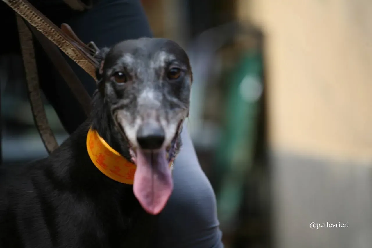 7 hang kei star adozione greyhound macao