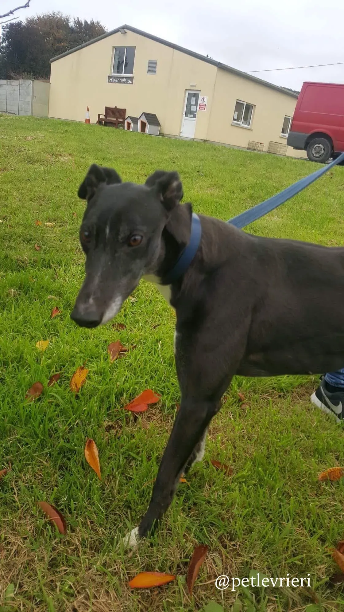 7 hilary adozione levrieri greyhound