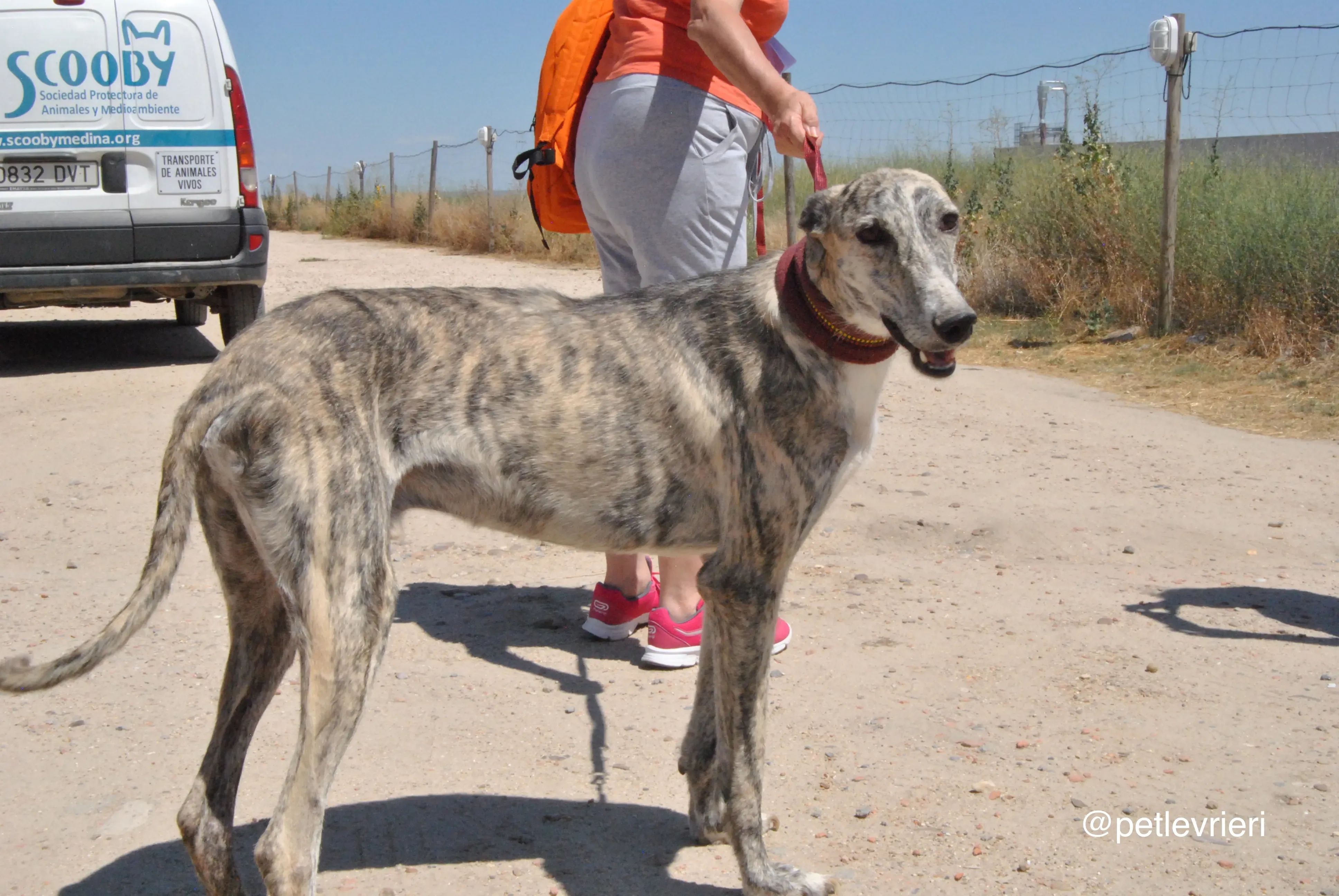 7 hispano adozione levrieri galgo