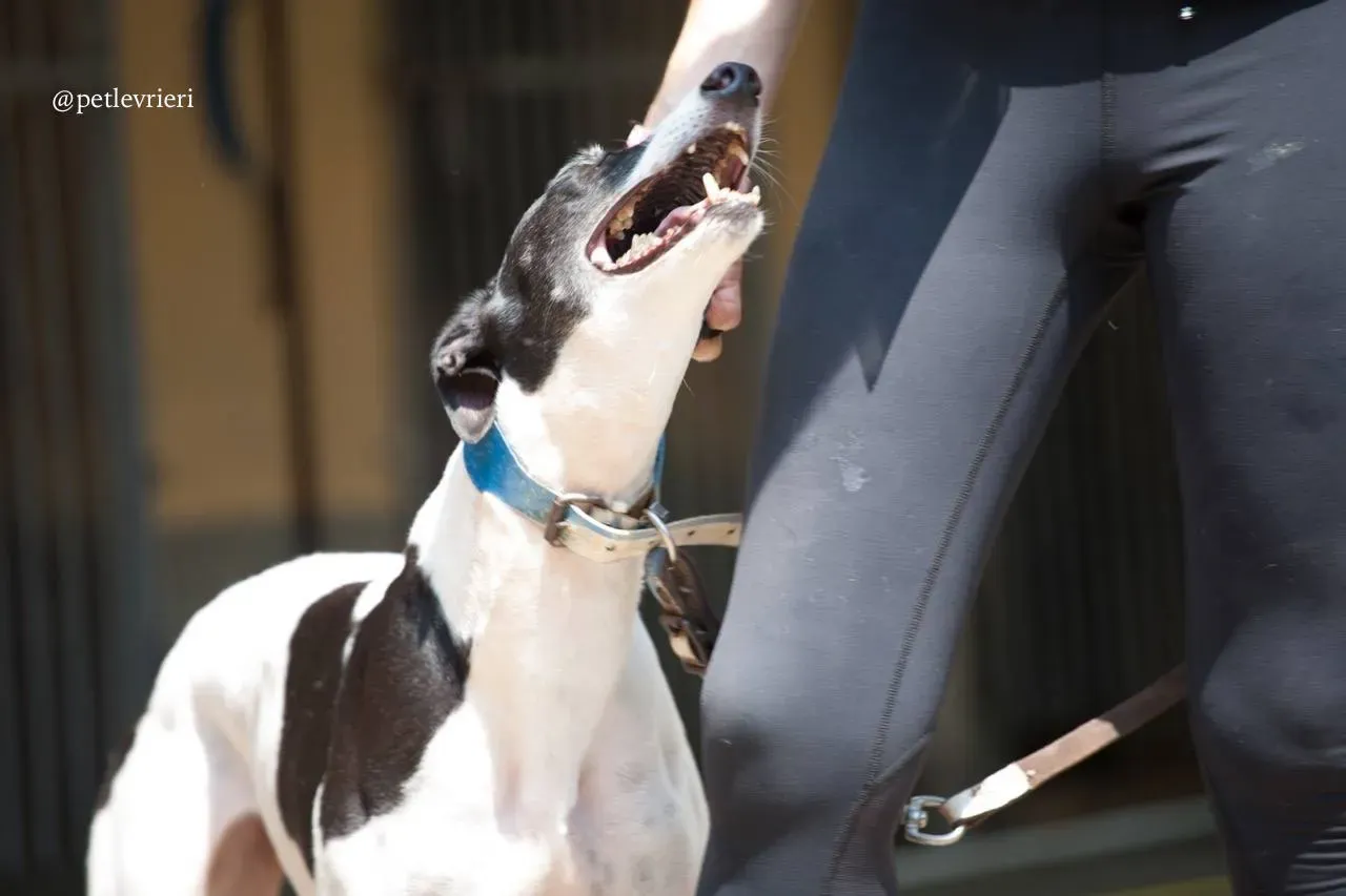 7 huntress adozione greyhound macao