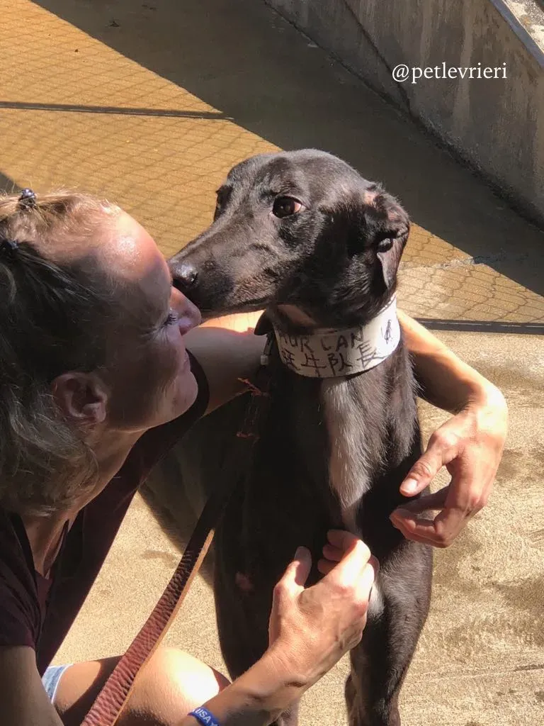 7 hurcan adozione greyhound macao 1