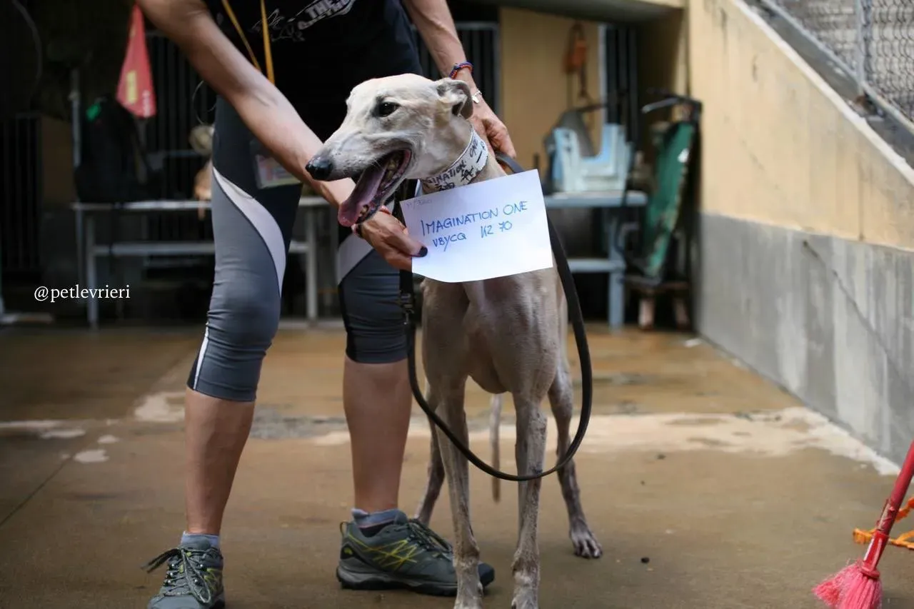 7 imagination one adozione greyhound macao