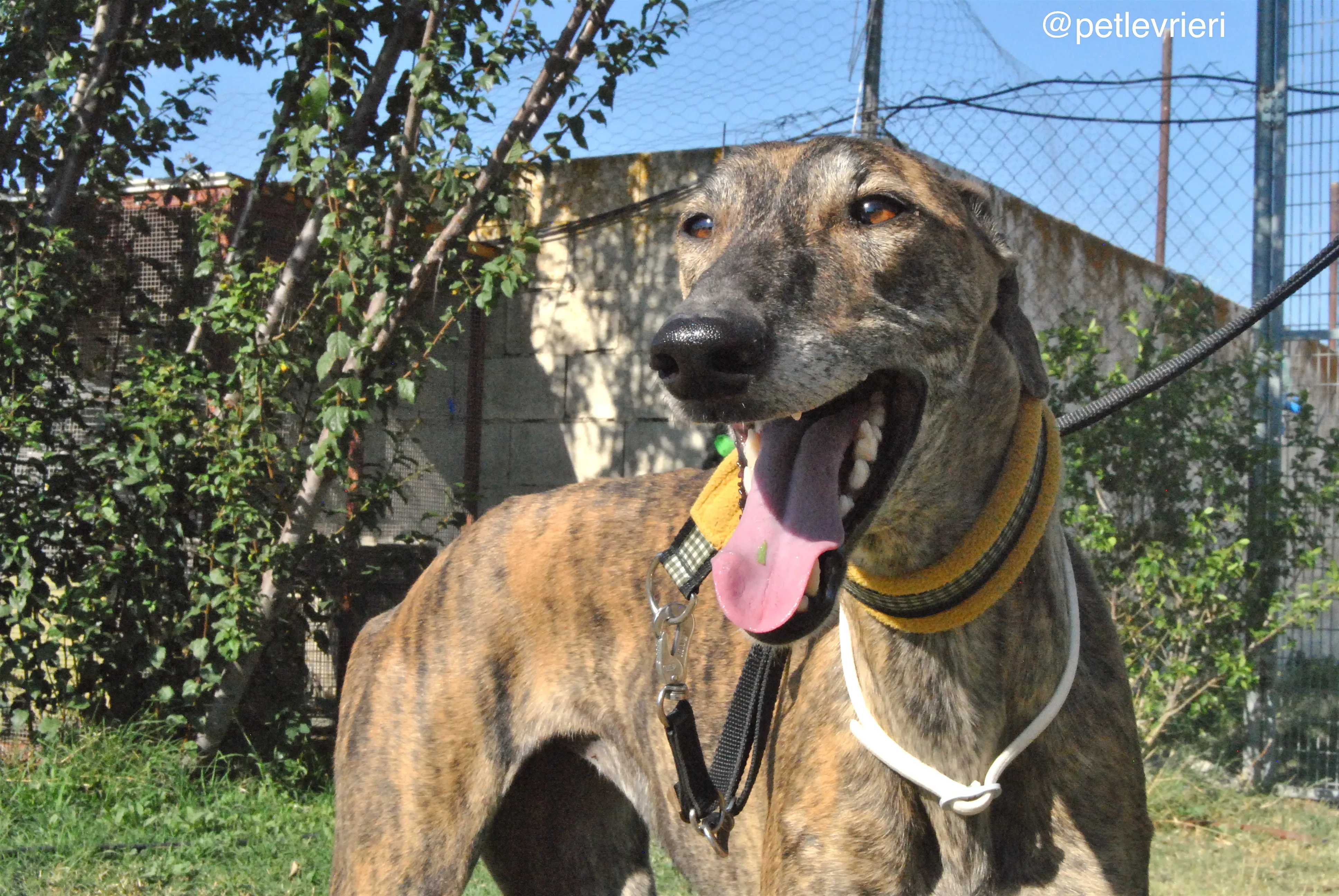 7 jara adozione levrieri galgo 1