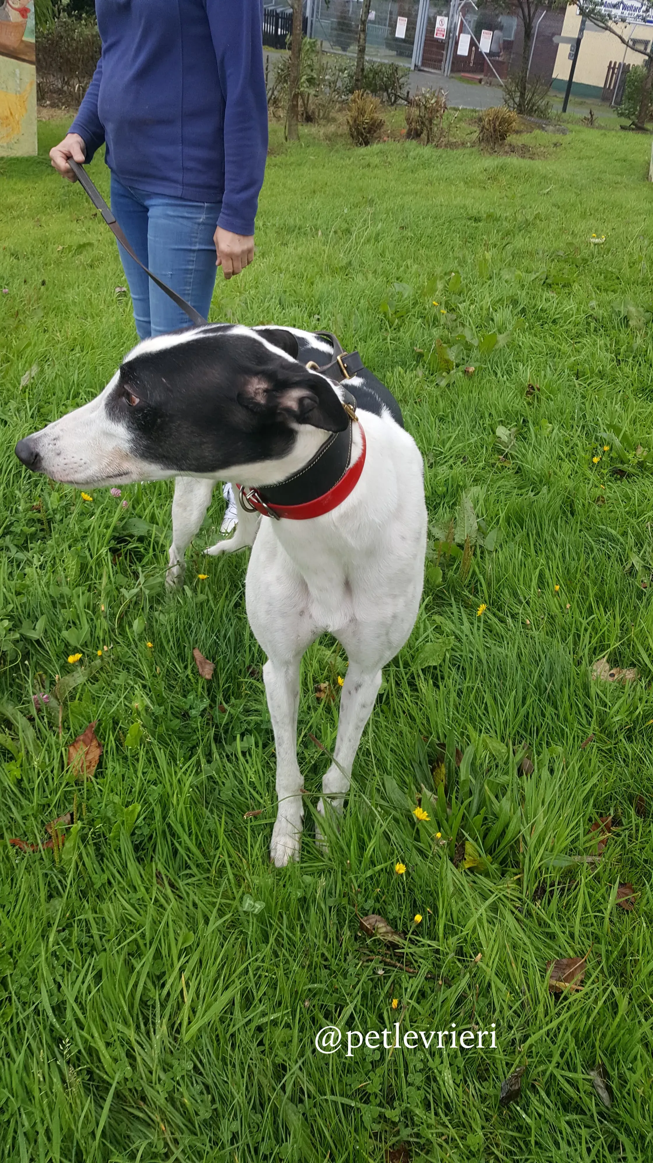 7 jay adozione greyhound