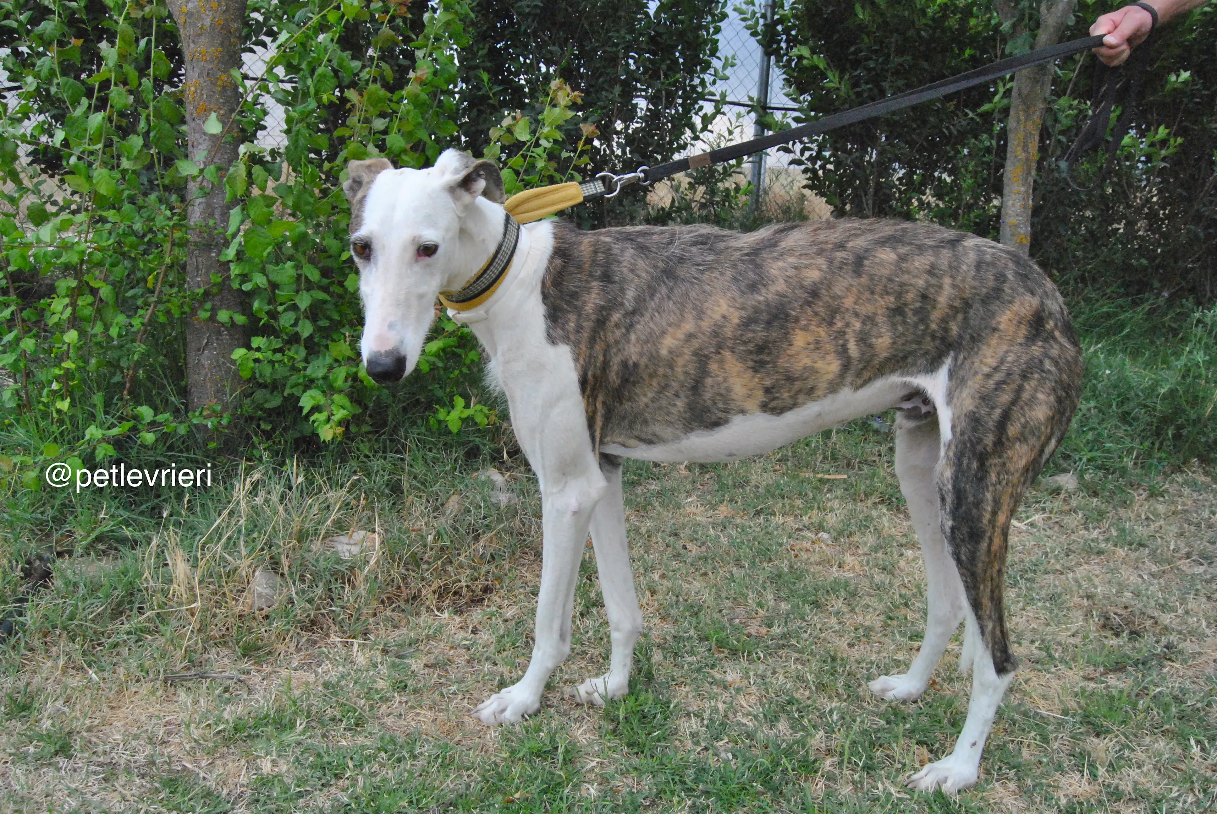 7 josua adozione levrieri galgo