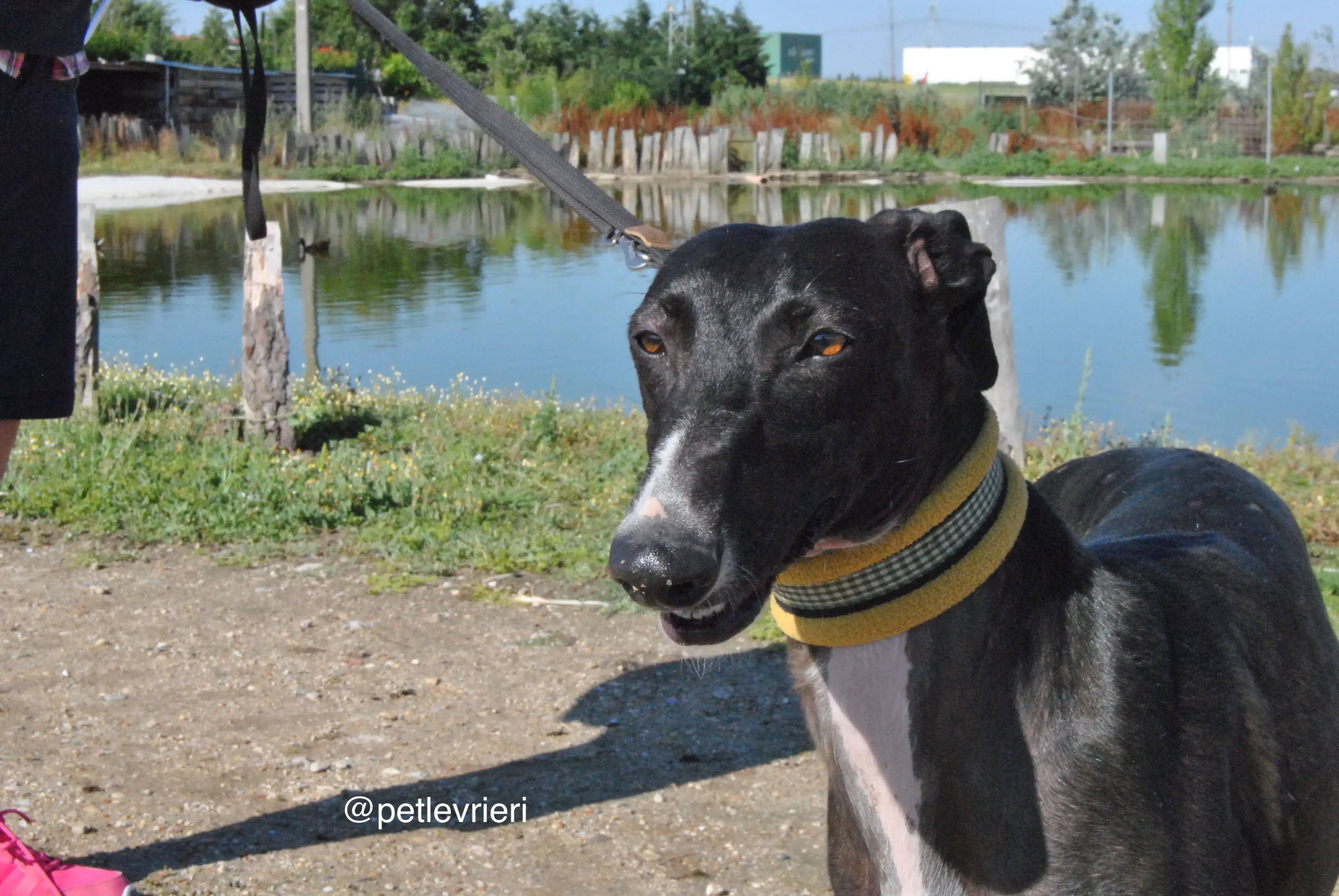 7 lacompleta adozione levrieri galgo