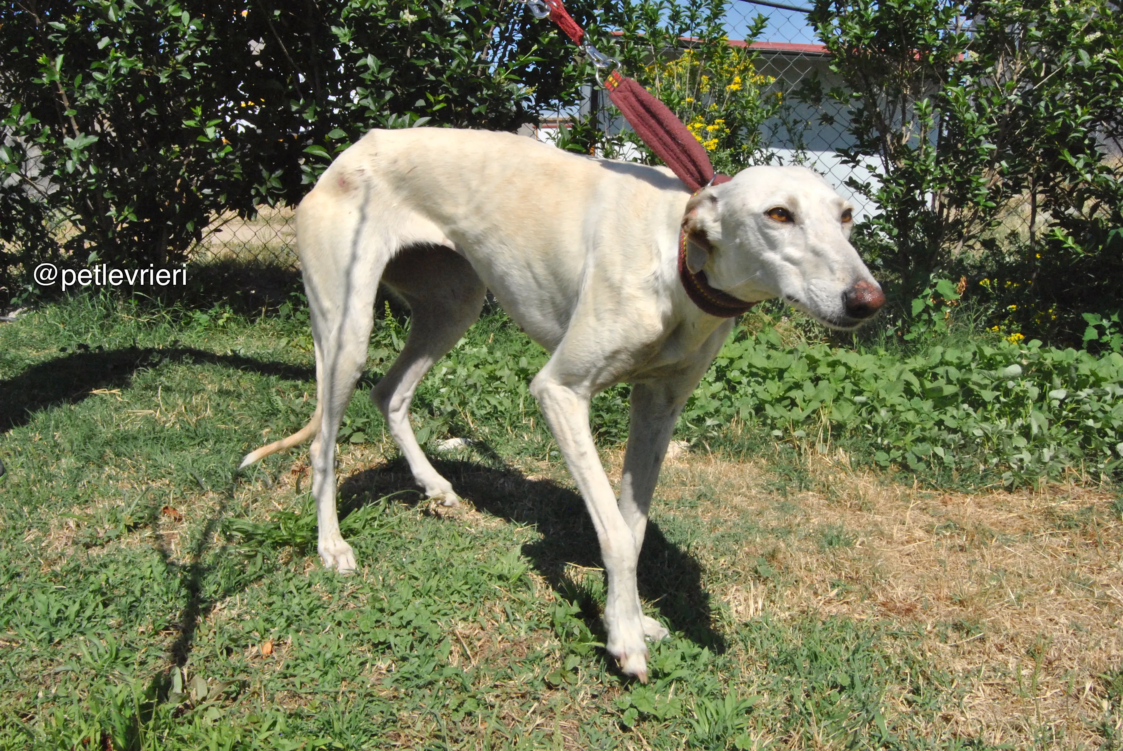 7 laila adozione levrieri galgo