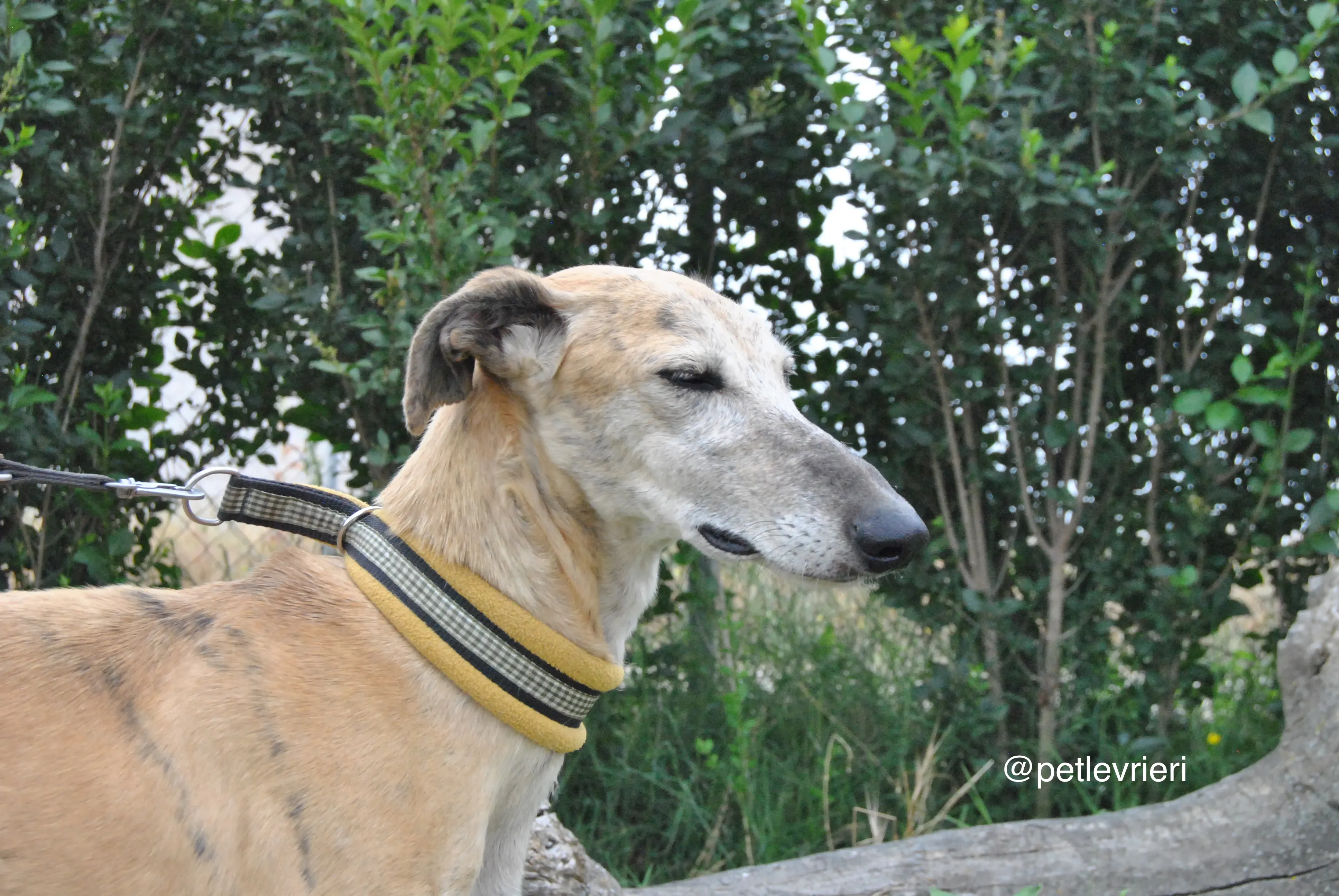 7 lambie adozione levrieri galgo