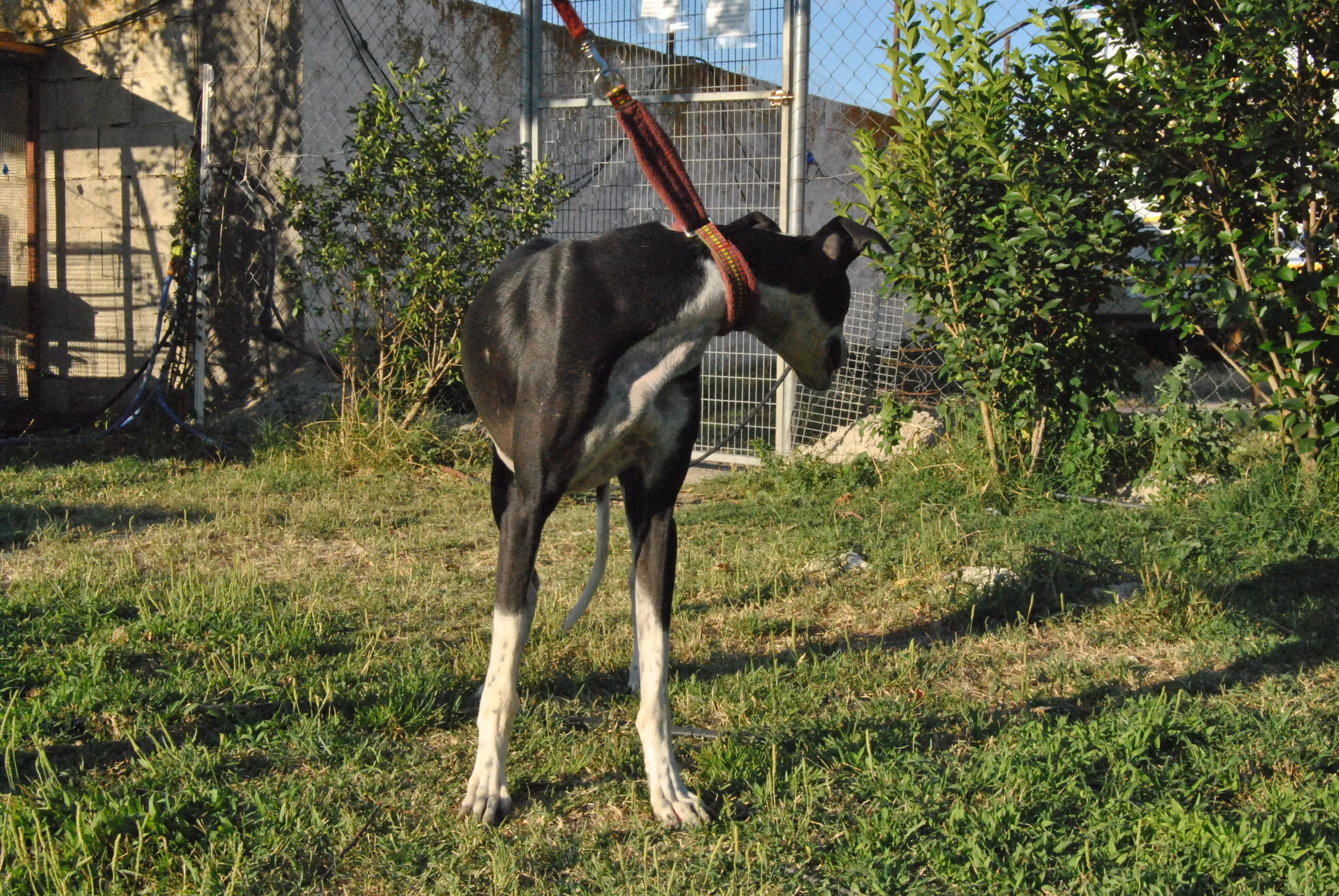7 lili adozione levrieri galgo