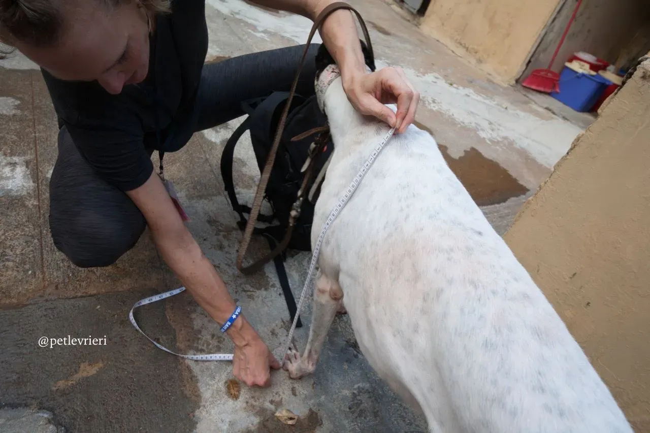 7 louisville swish adozione greyhound macao