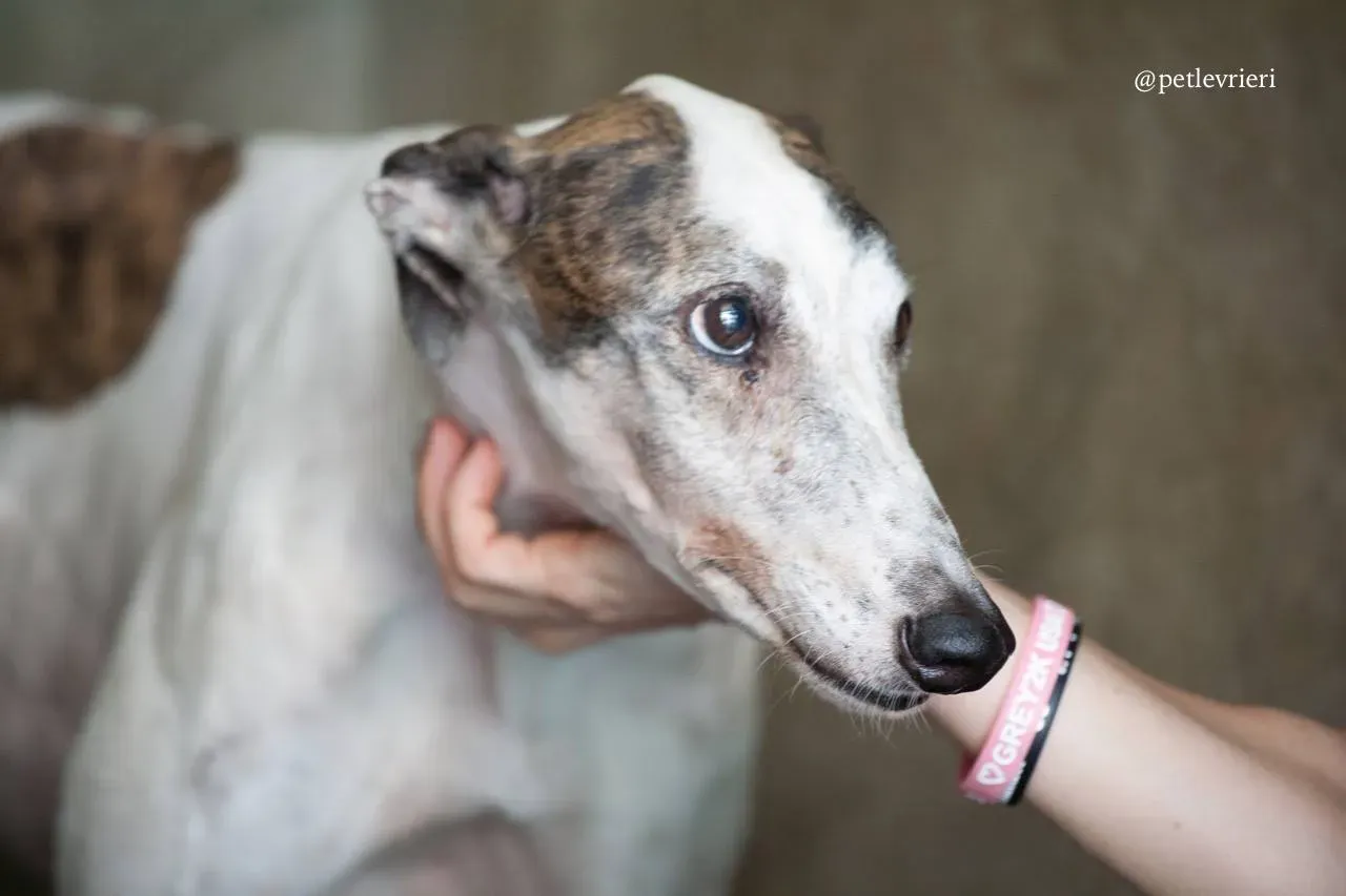 7 lucky fortune adozione greyhound macao