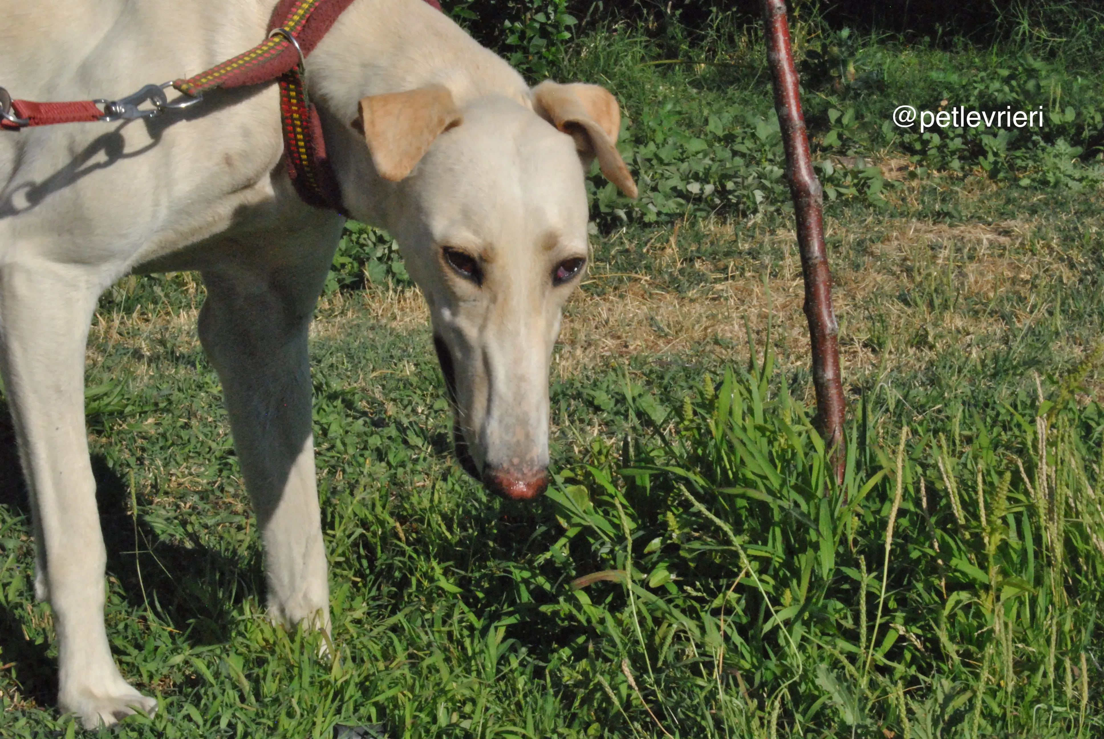 7 mari adozione levrieri galgo