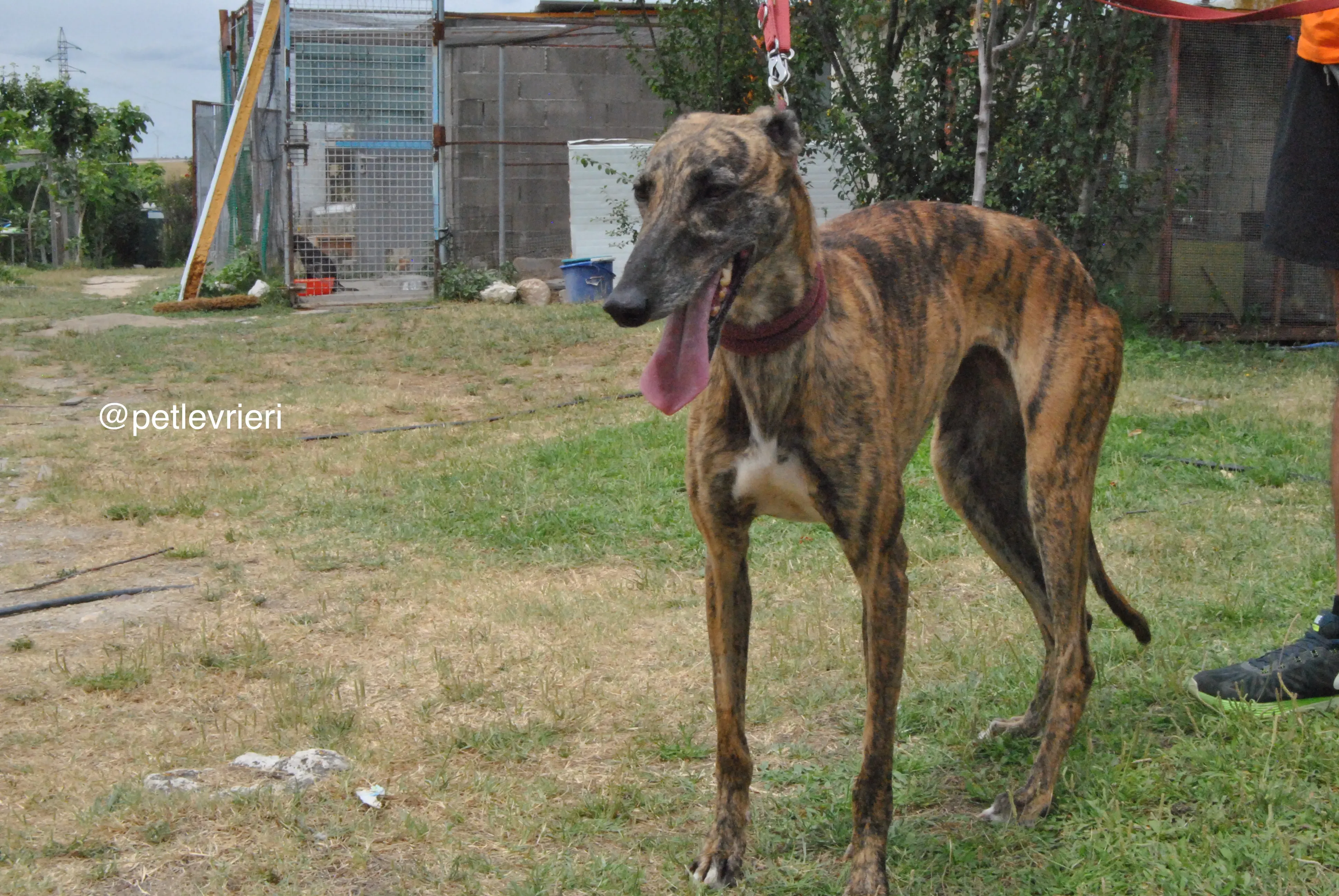 7 meribel adozione levrieri galgo