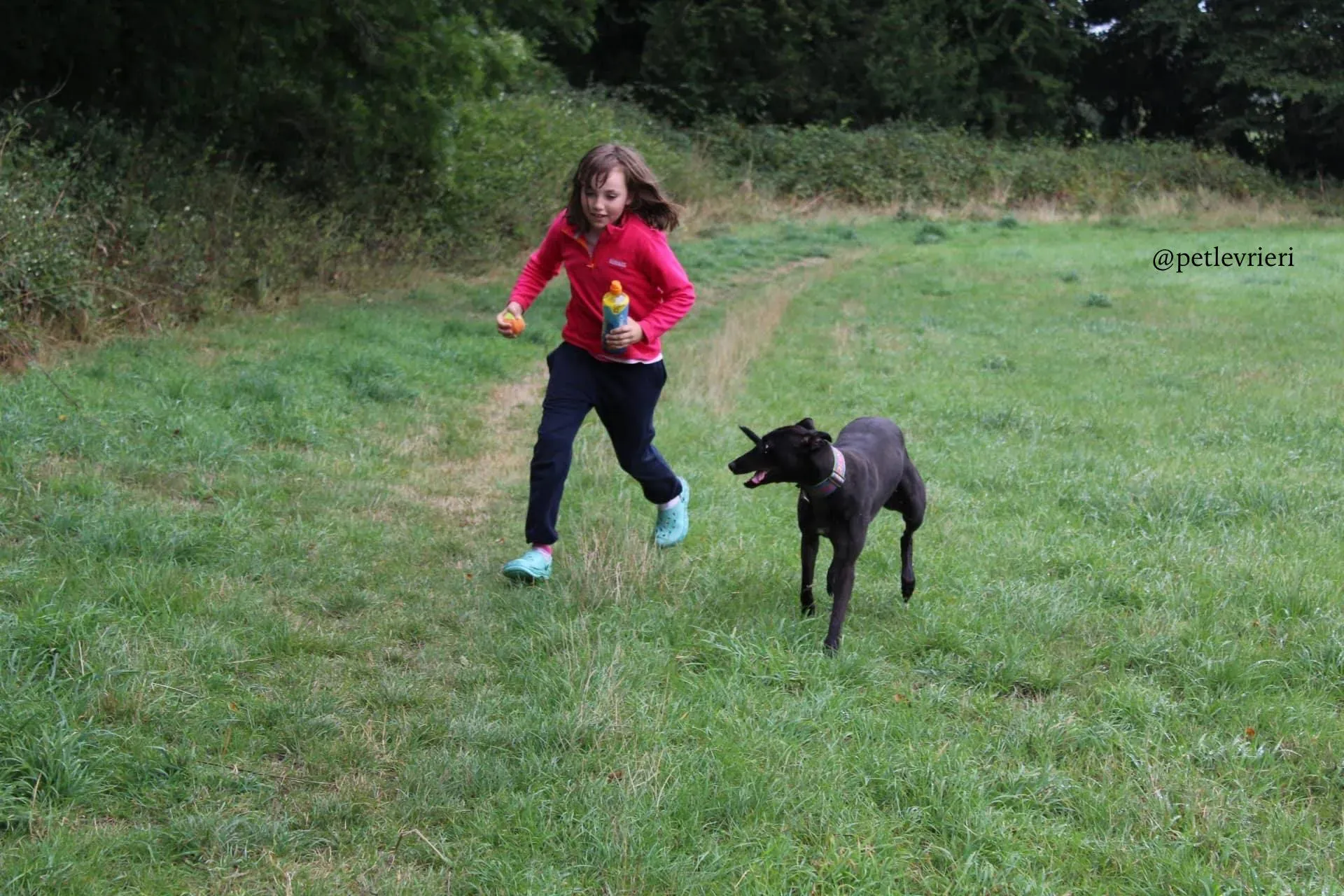 7 mignon adozione levrieri greyhound