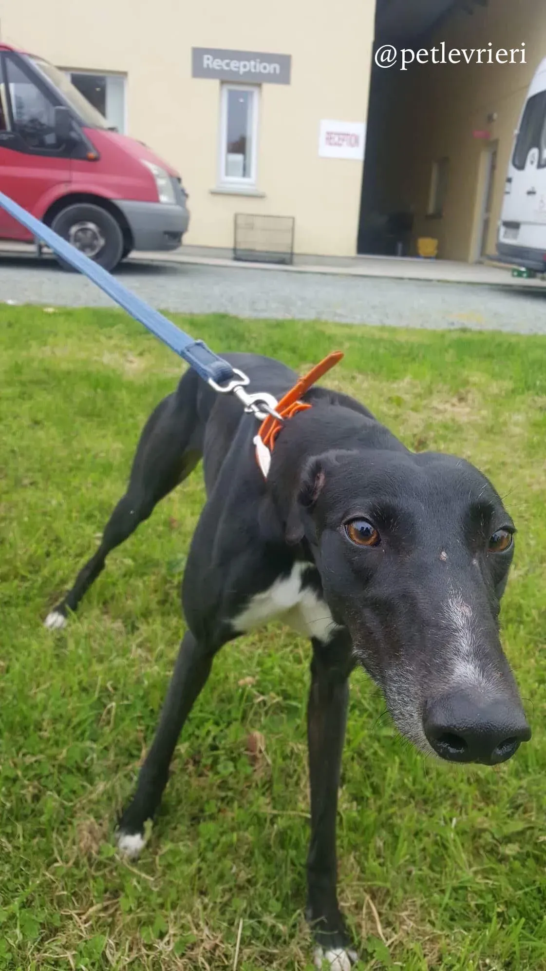 7 miss alice adozione levrieri greyhound