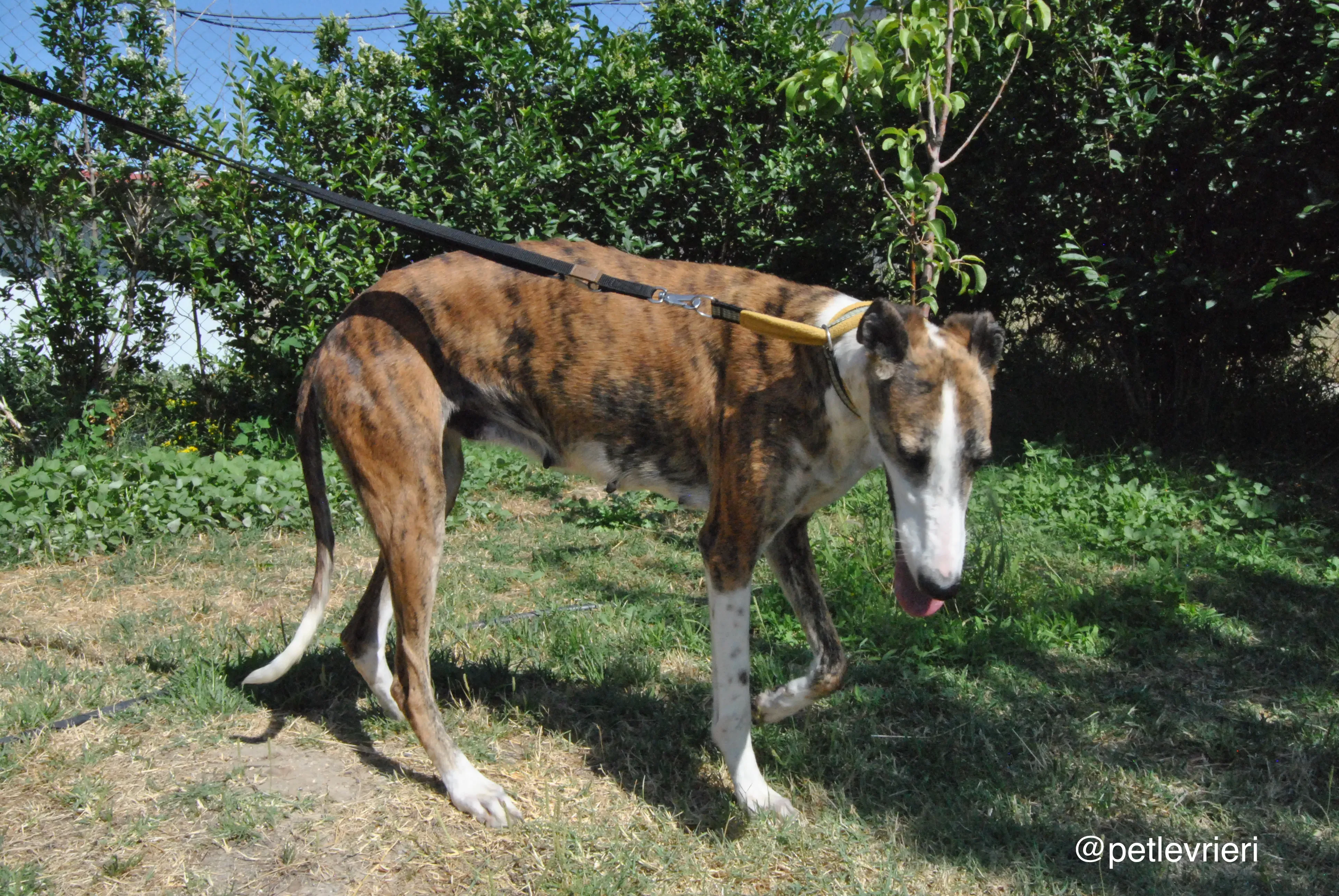 7 mumush adozione levrieri galgo
