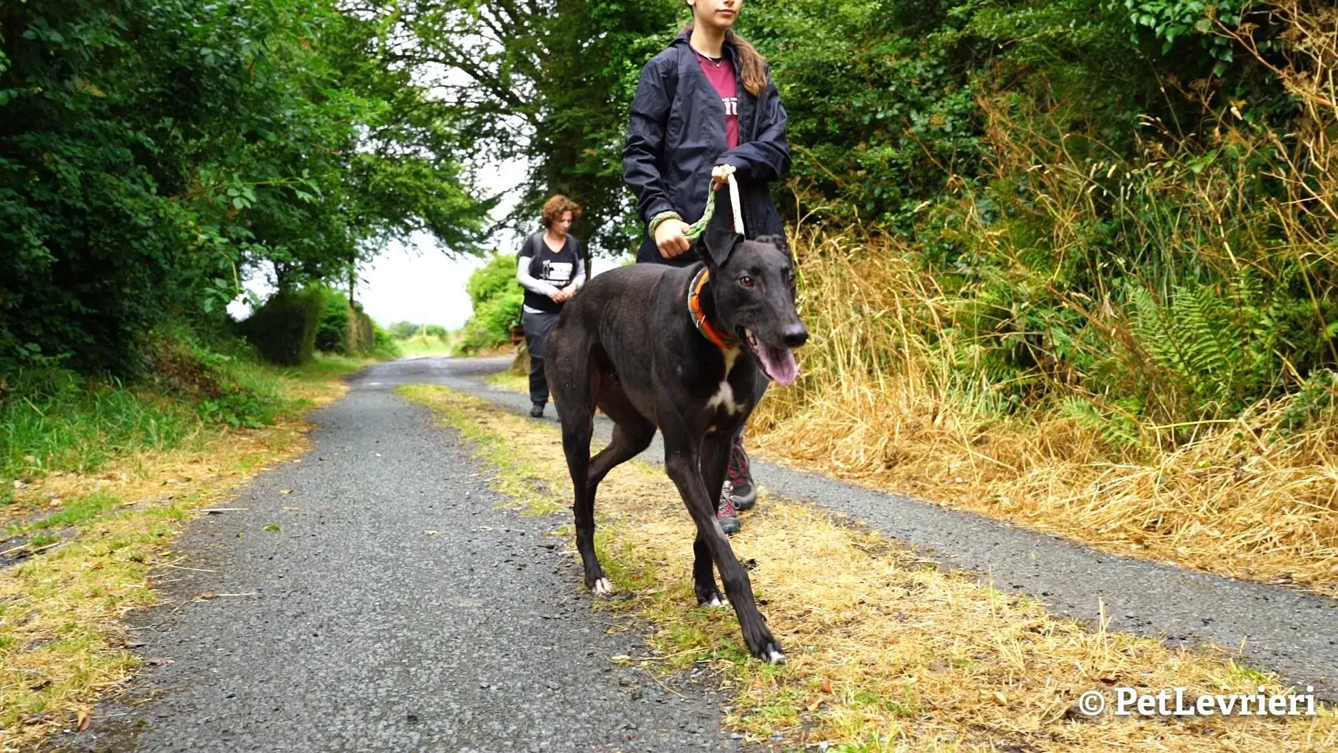 7 murt adozione levrieri greyhound