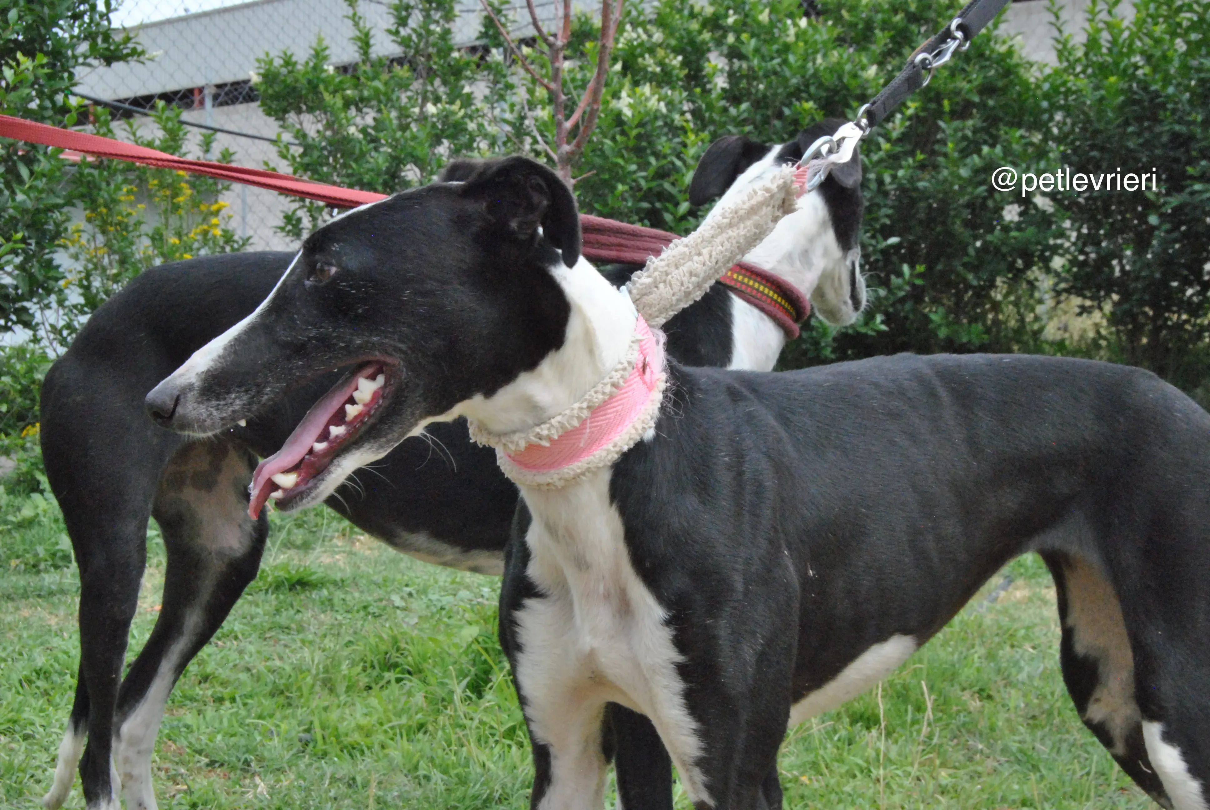 7 olga katarina adozione levrieri galgo