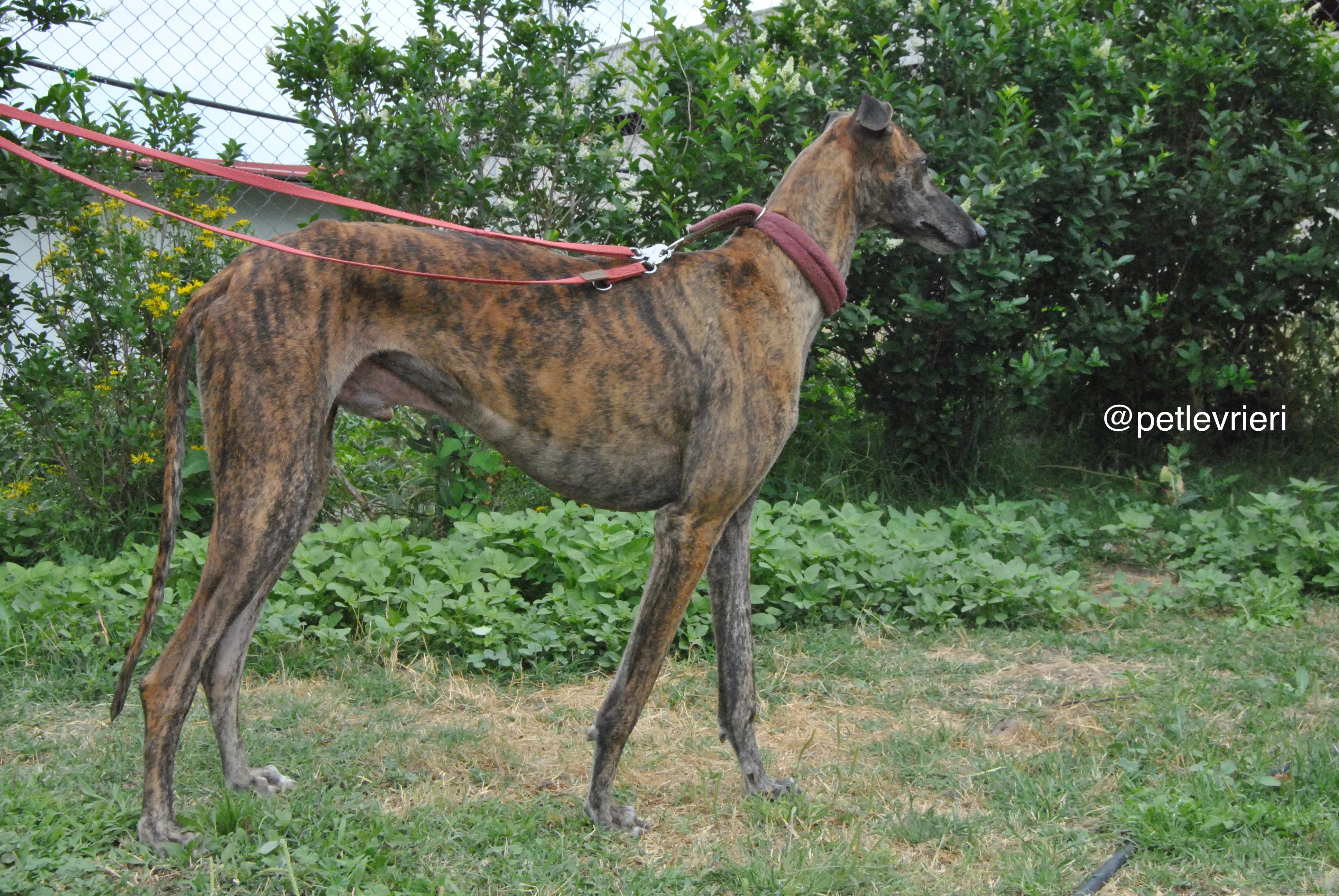 7 orion adozione levrieri galgo