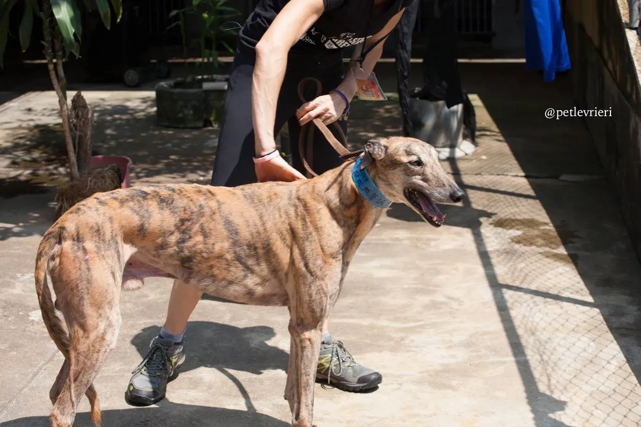 7 oyster chaine adozione greyhound macao