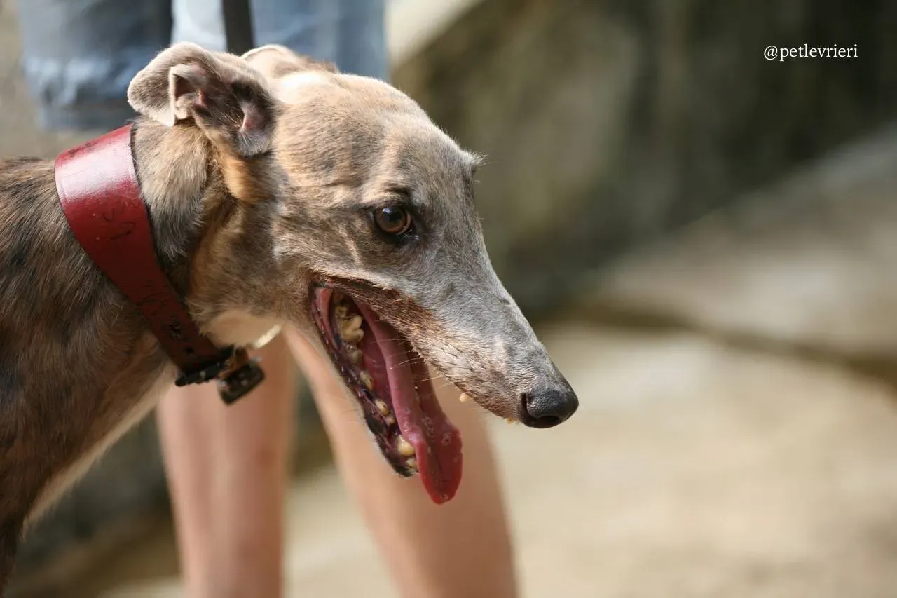 7 oyster crown adozione greyhound macao