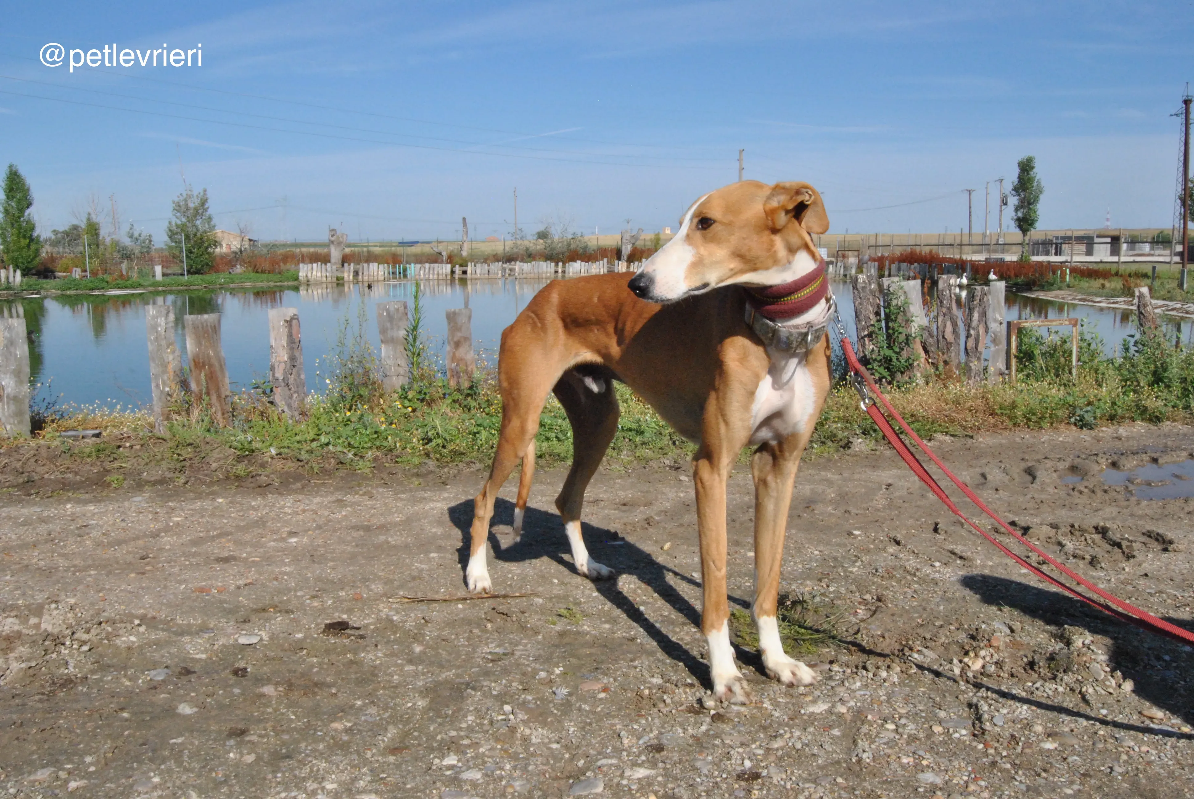 7 patas adozione levrieri galgo