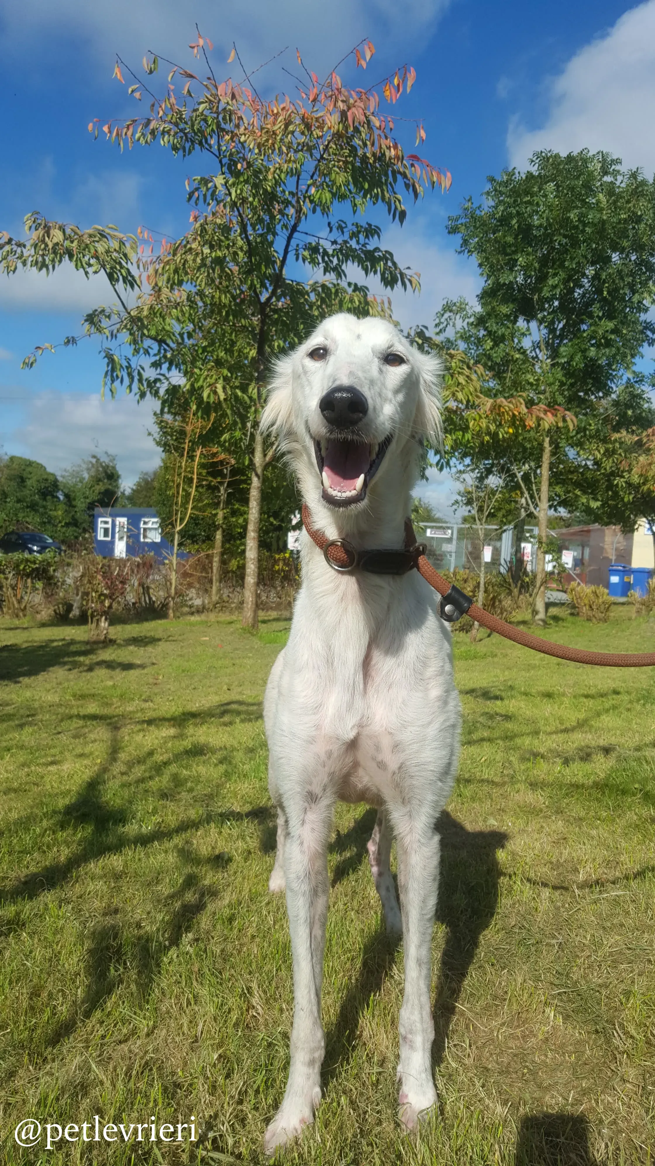 7 pippin adozione levrieri greyhound