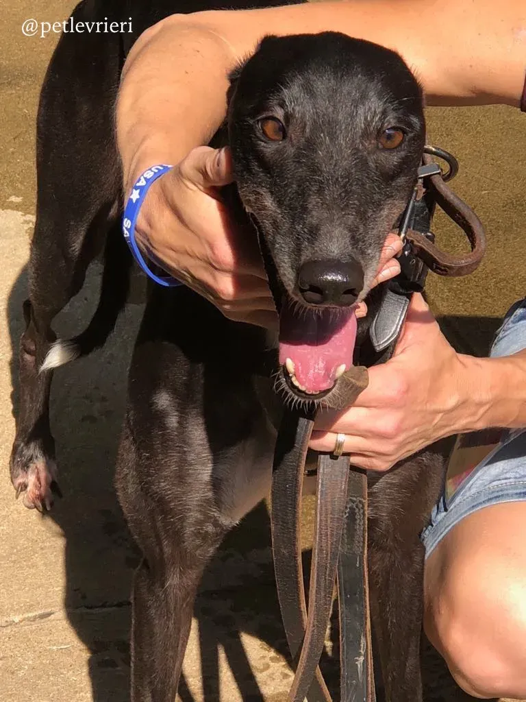 7 rise to me adozione greyhound macao 1