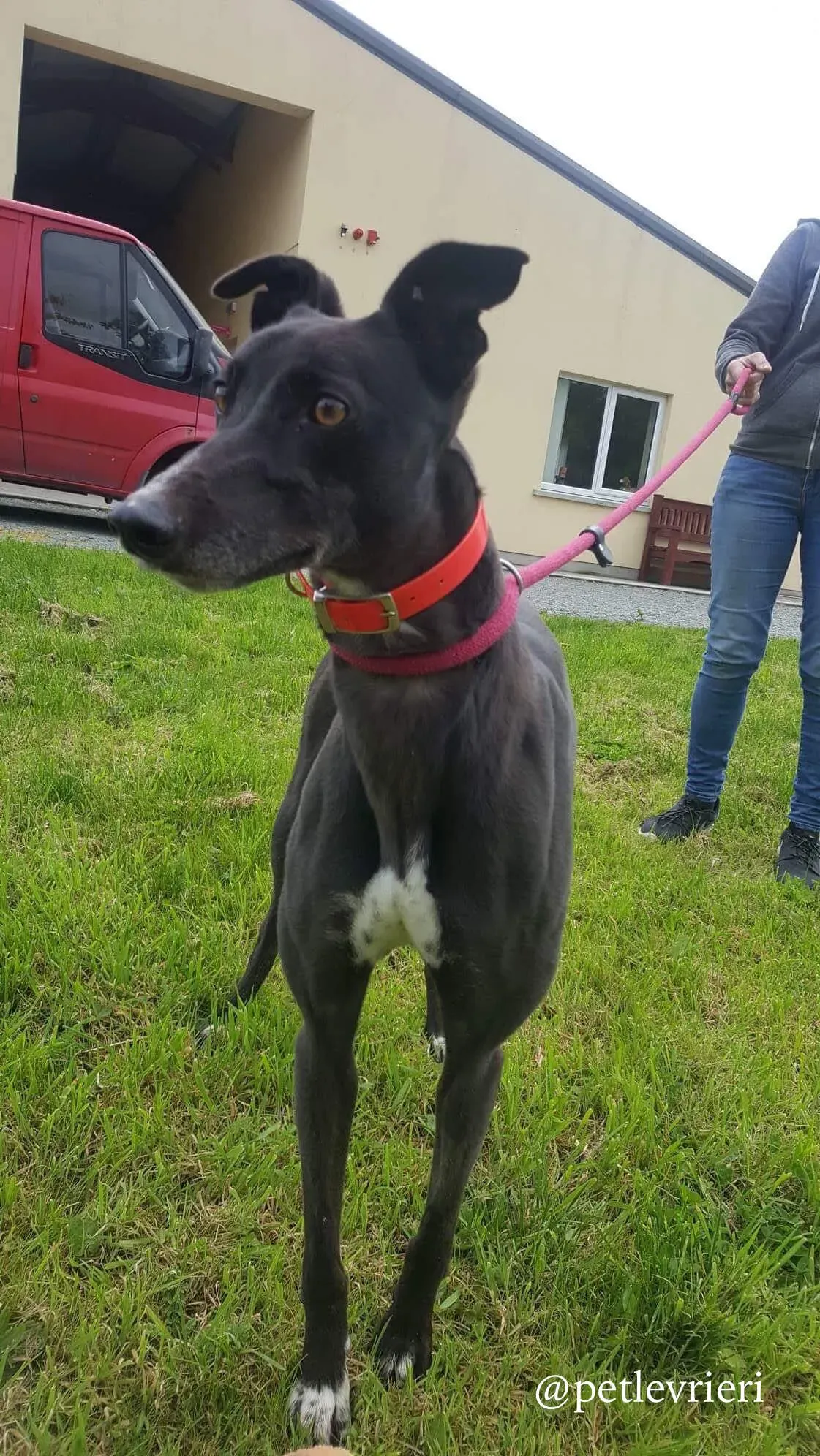 7 rosie adozione levrieri greyhound