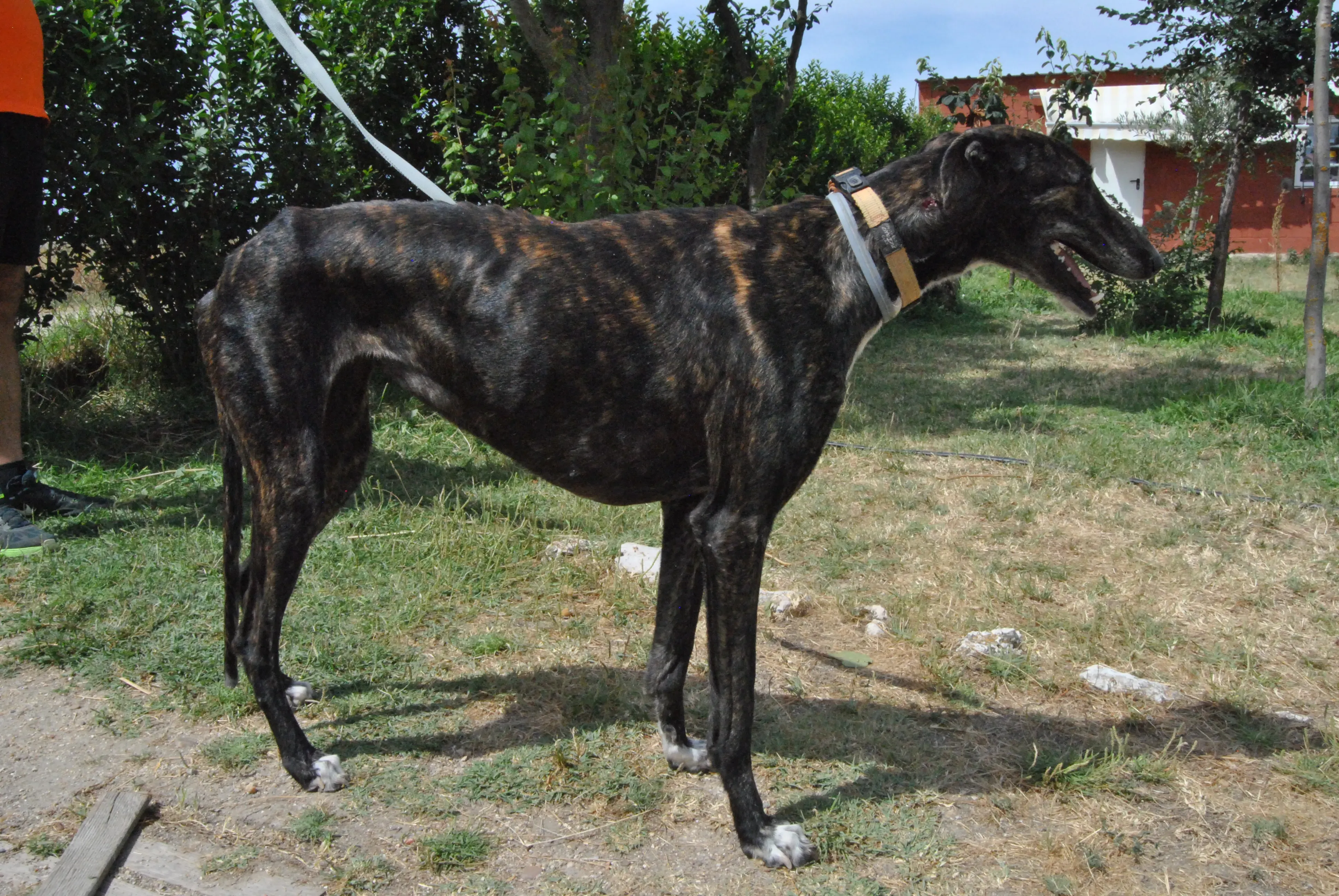7 sasha adozione levrieri galgo