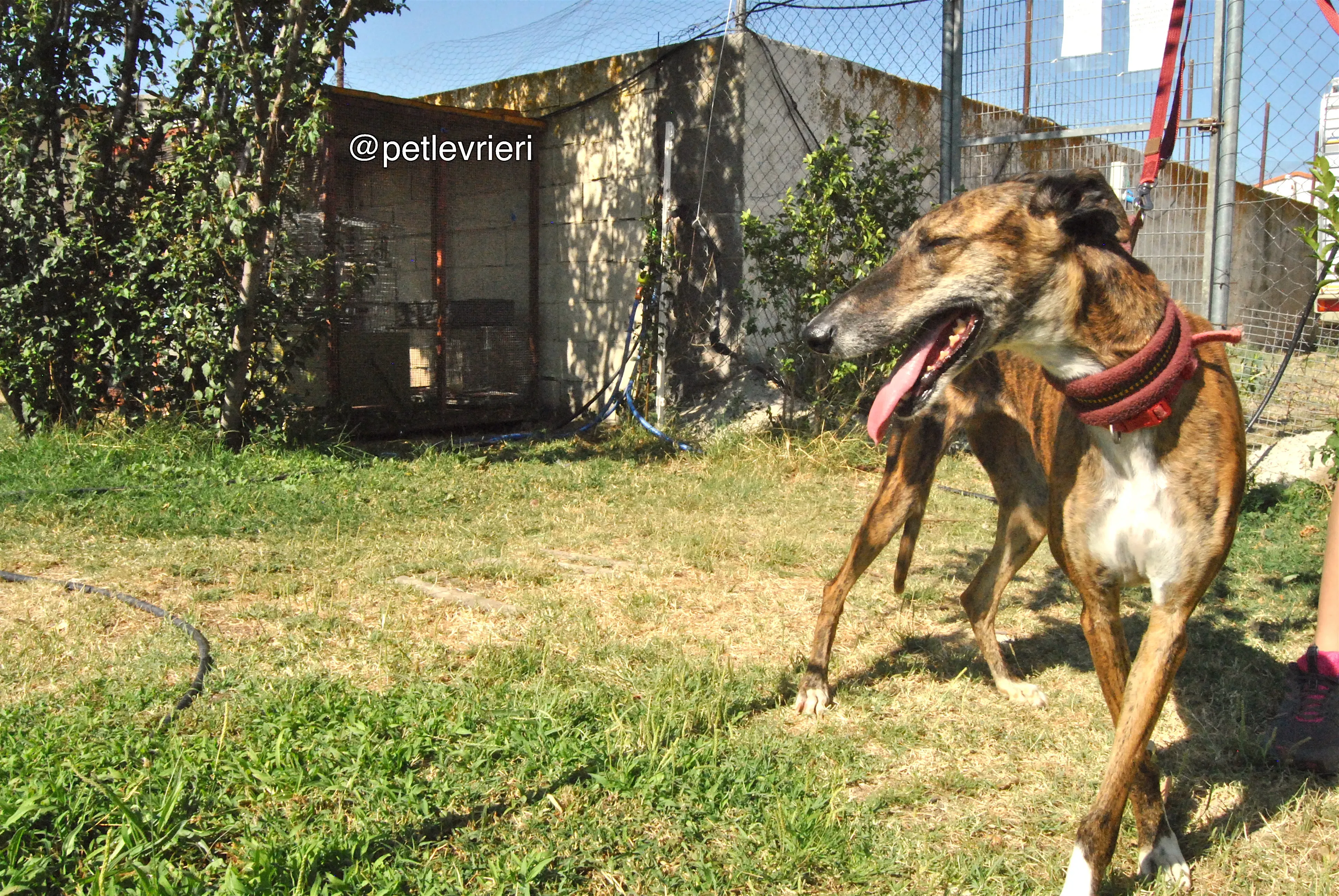 7 sevillana adozione levrieri galgo