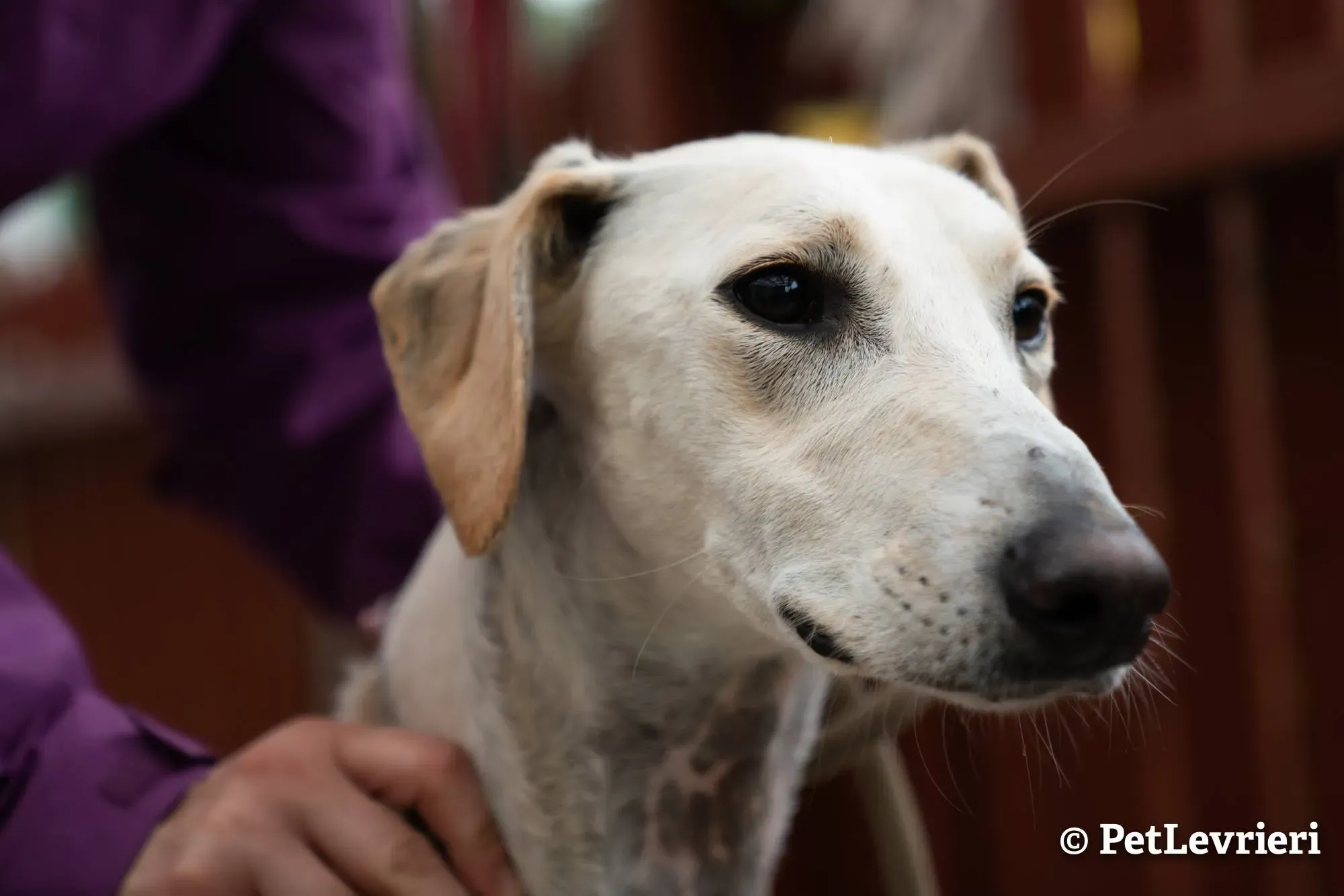 7 snowman adozione levrieri greyhound