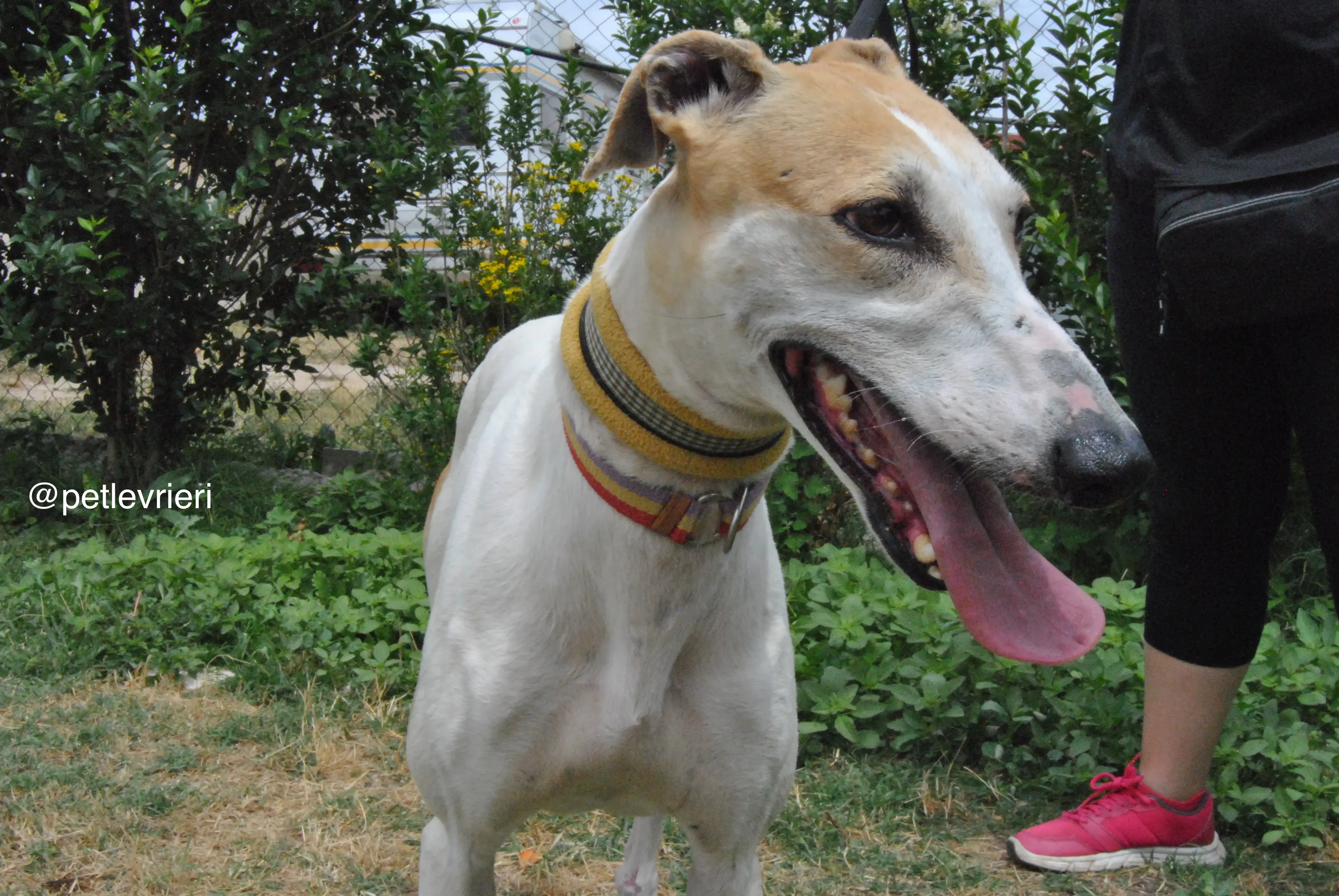 7 soda adozione levrieri galgo