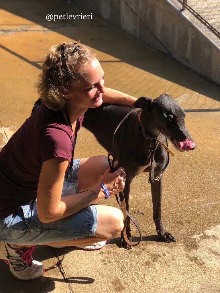 7 sprite point adozione greyhound macao