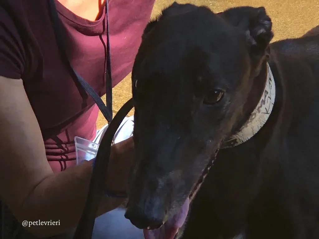 7 spritely keroma adozione greyhound macao