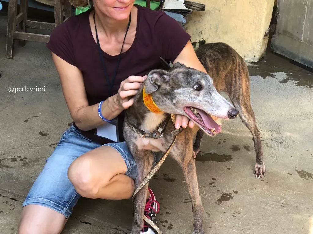 7 sure outstanding adozione greyhound macao