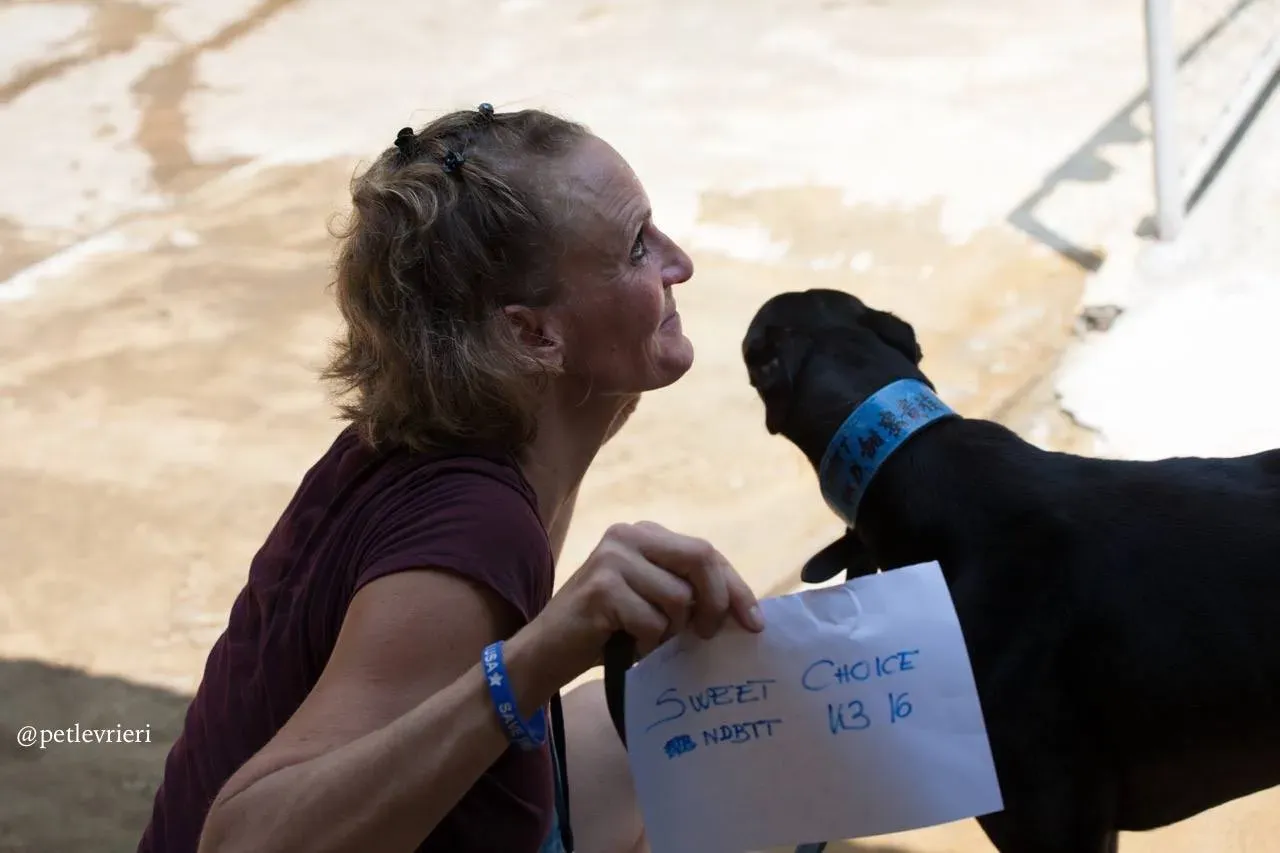 7 sweet choice adozione greyhound macao