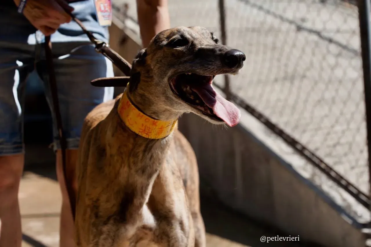 7 tron thing adozione greyhound macao