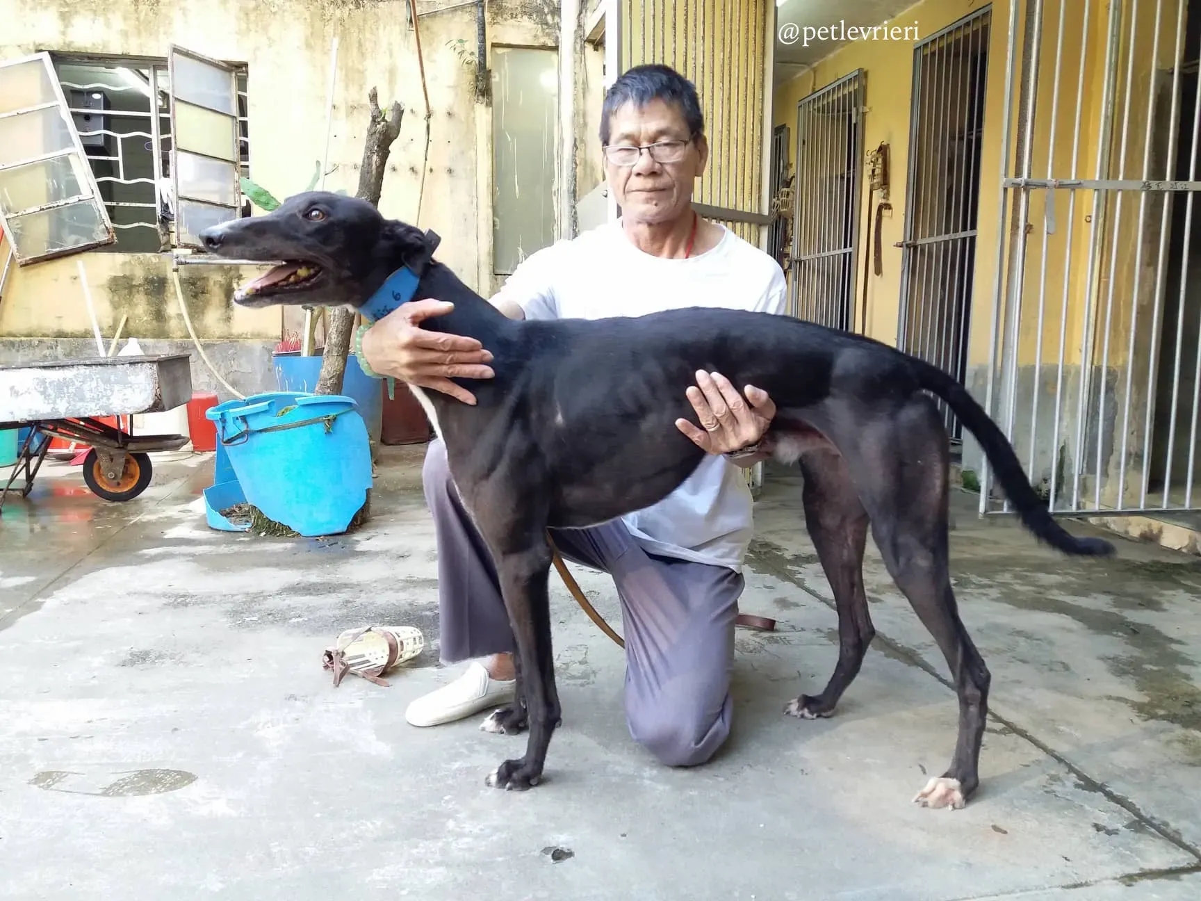 7 turramurra tom adozione greyhound macao