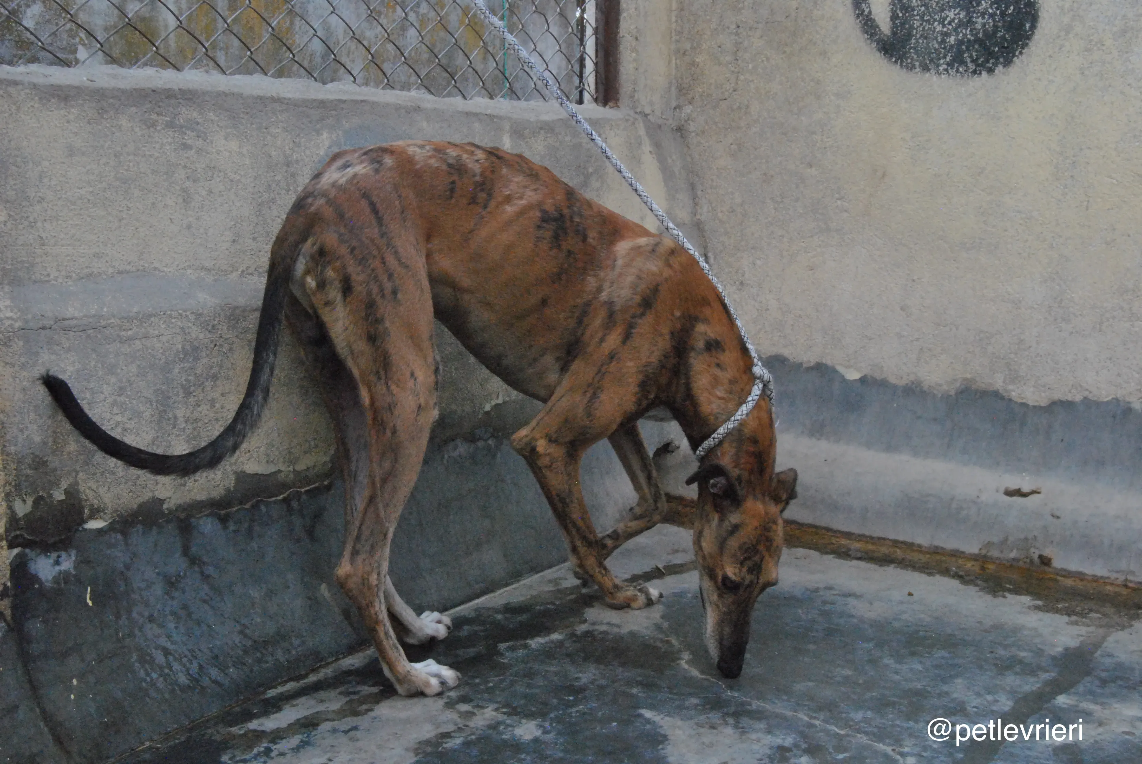 7 verdi adozione levrieri galgo