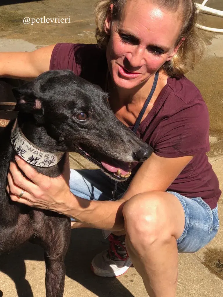 7 win warrior adozione greyhound macao