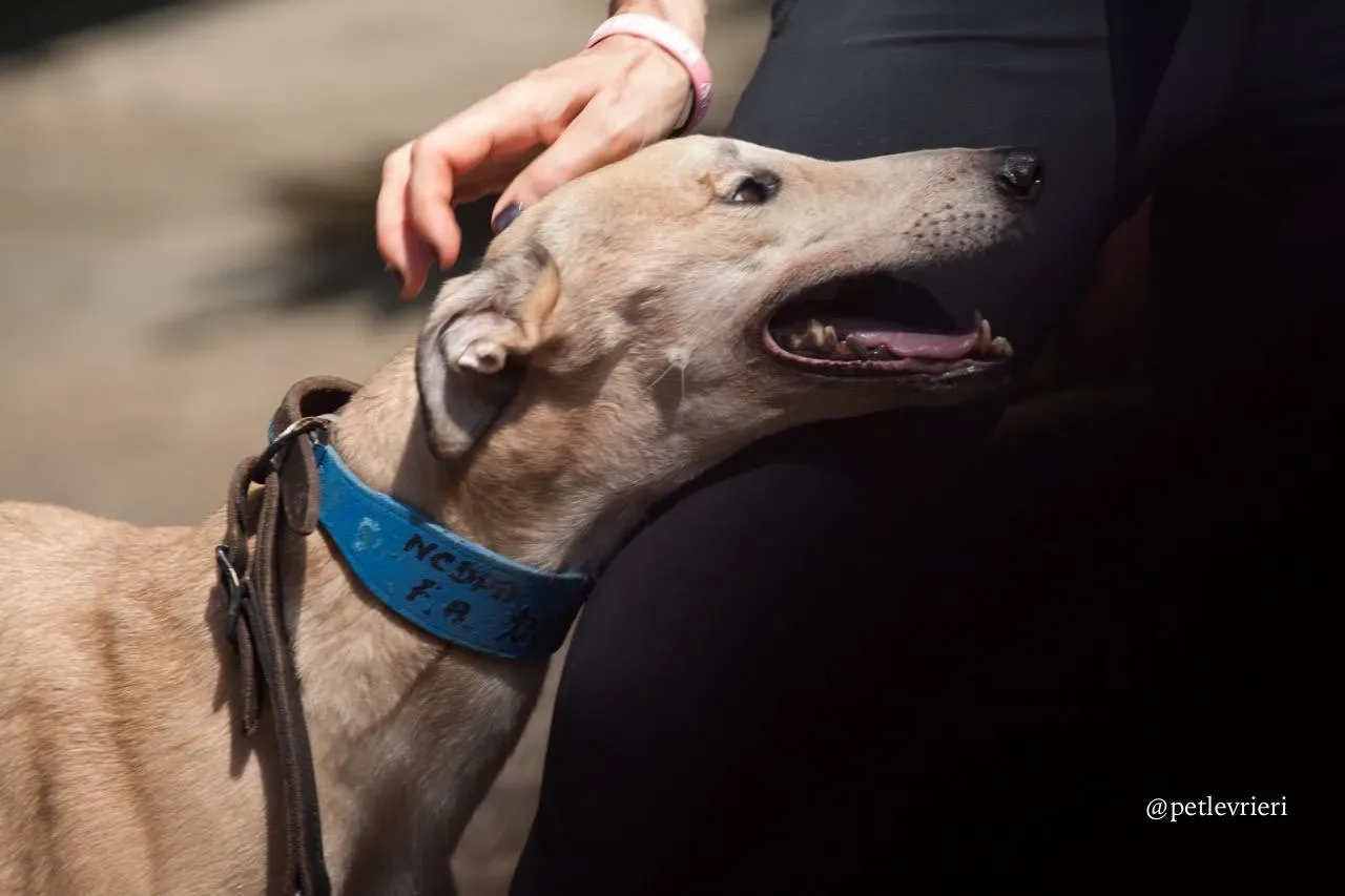 7 wins herojoys adozione greyhound macao